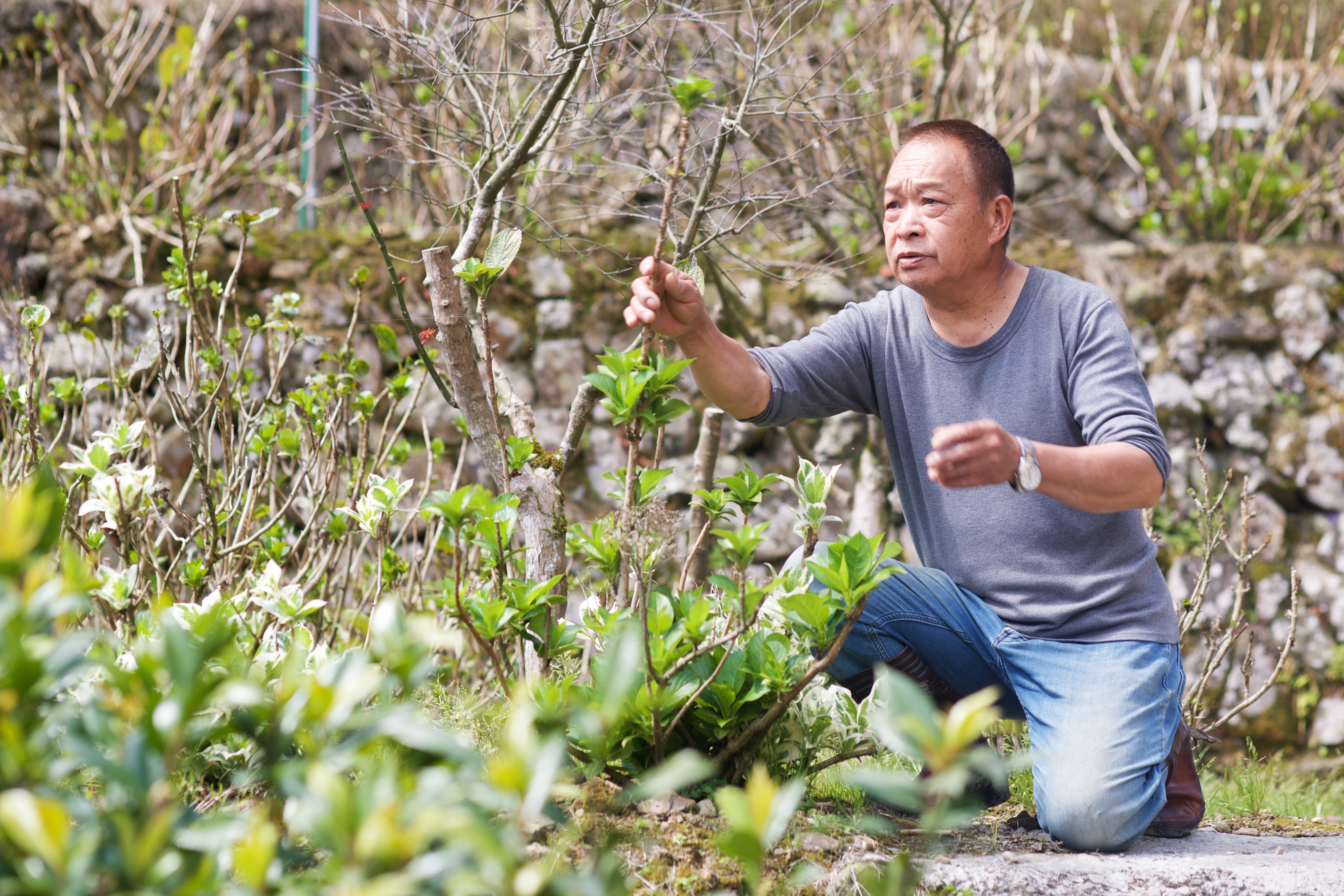 曹永成是繡球花育苗高手，39歲那年獲十大傑出農村青年殊榮。