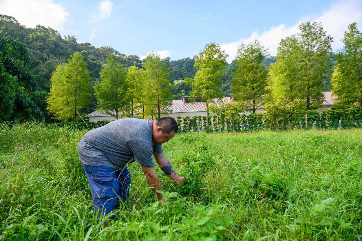 二代經營的藍振中先生一邊解說一邊順手收成一把等等就要料理的菜。