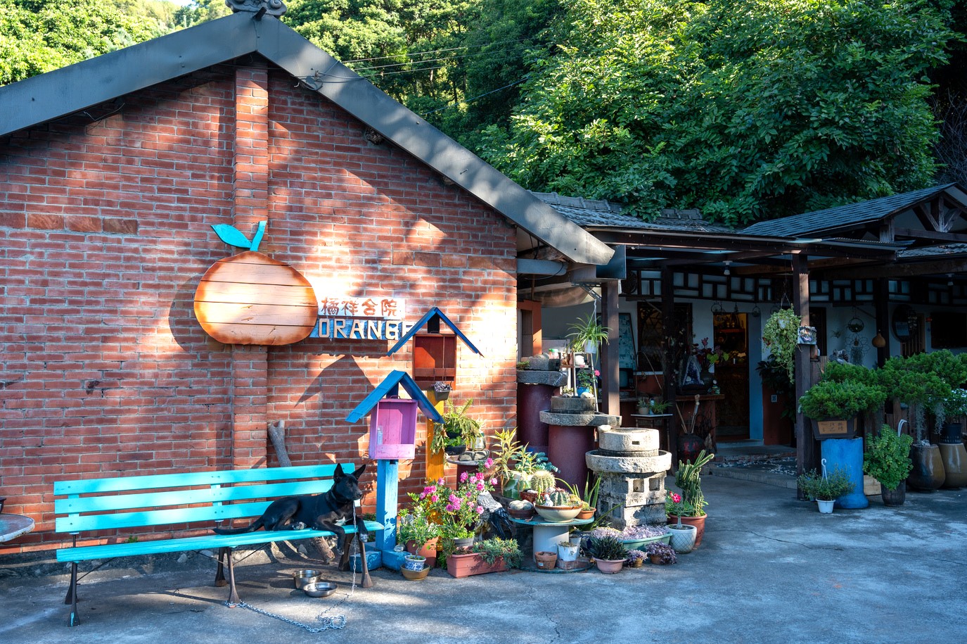 世代居住此地的謝靜櫻，把家裡的老宅紅磚三合院平房改成橘祥合院的網美牆。