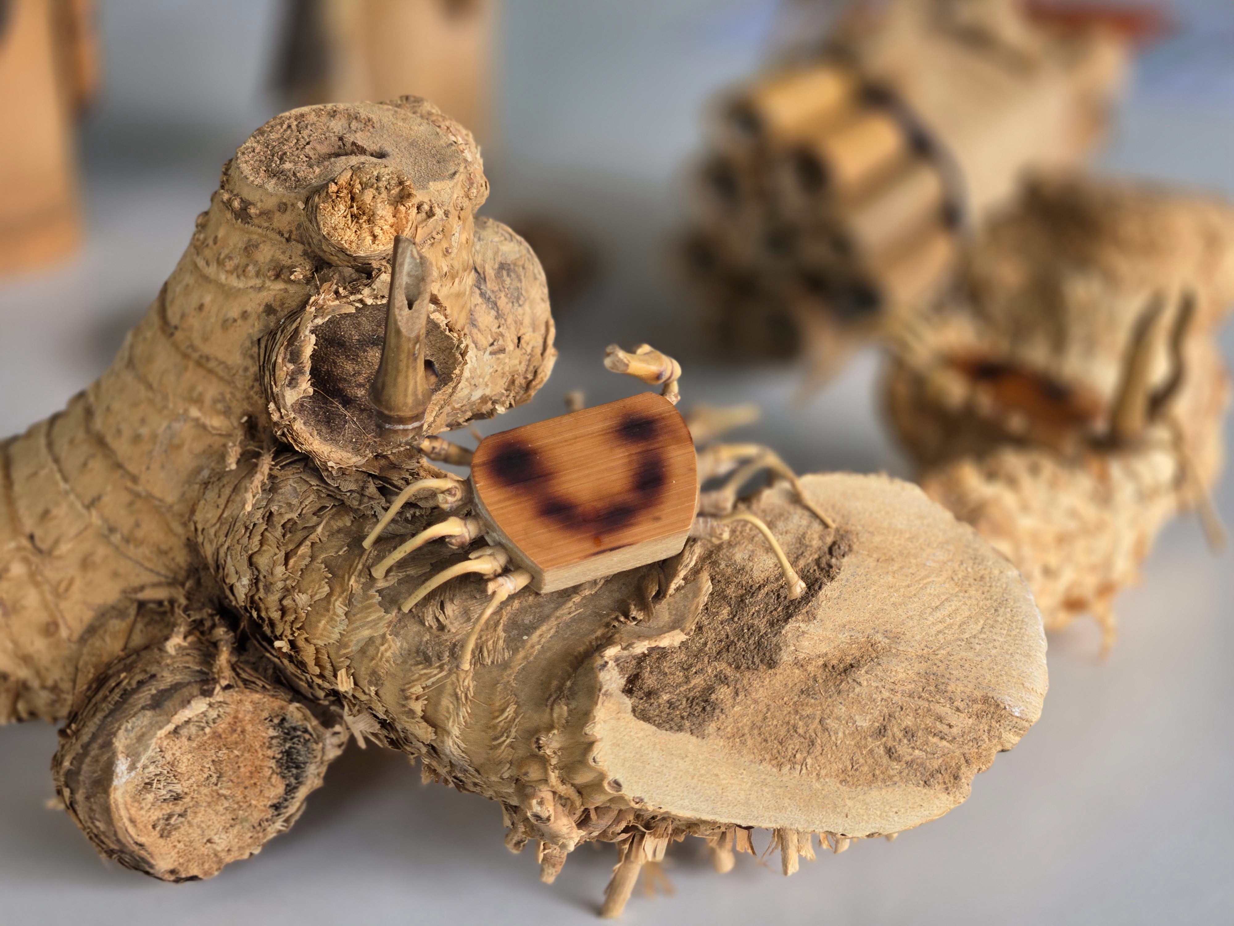 二崎生態休閒農場運用竹子開發各種體驗活動。