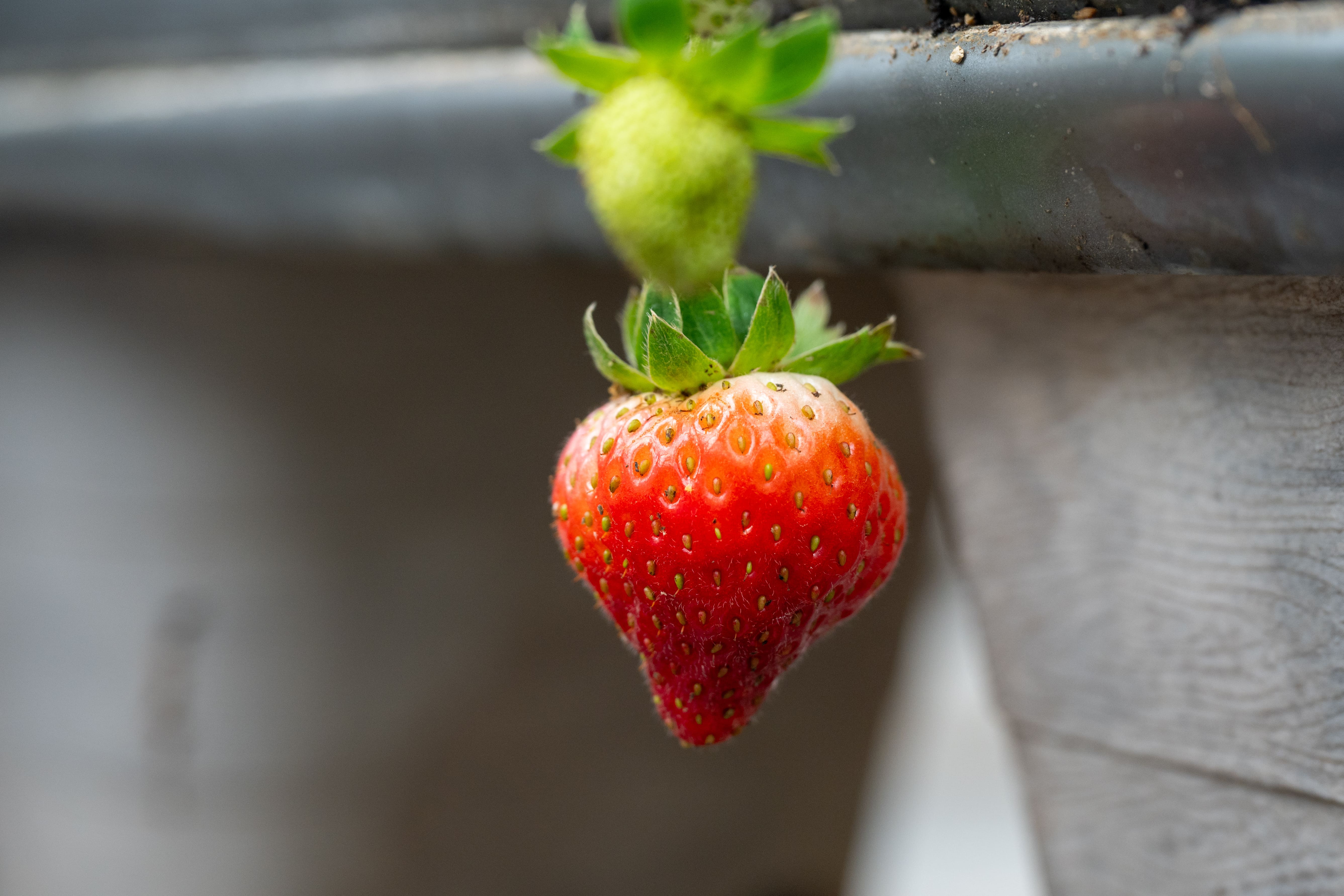 今年園區第一顆成熟的草莓是天來三號。