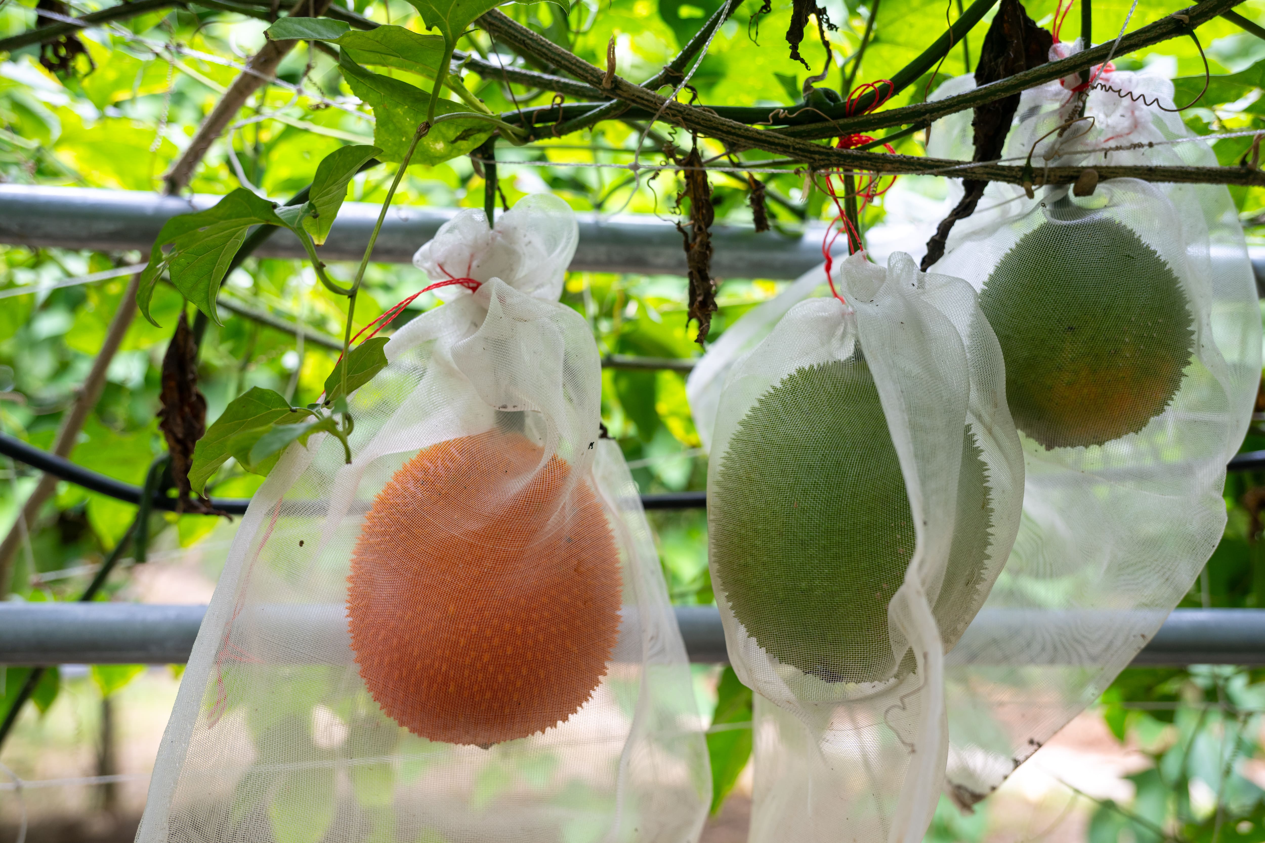 以自然農法種植的木虌果，套袋防止果蠅叮咬。青果呈現綠色，熟果是討喜的橙紅色，表面有刺，長相奇特。