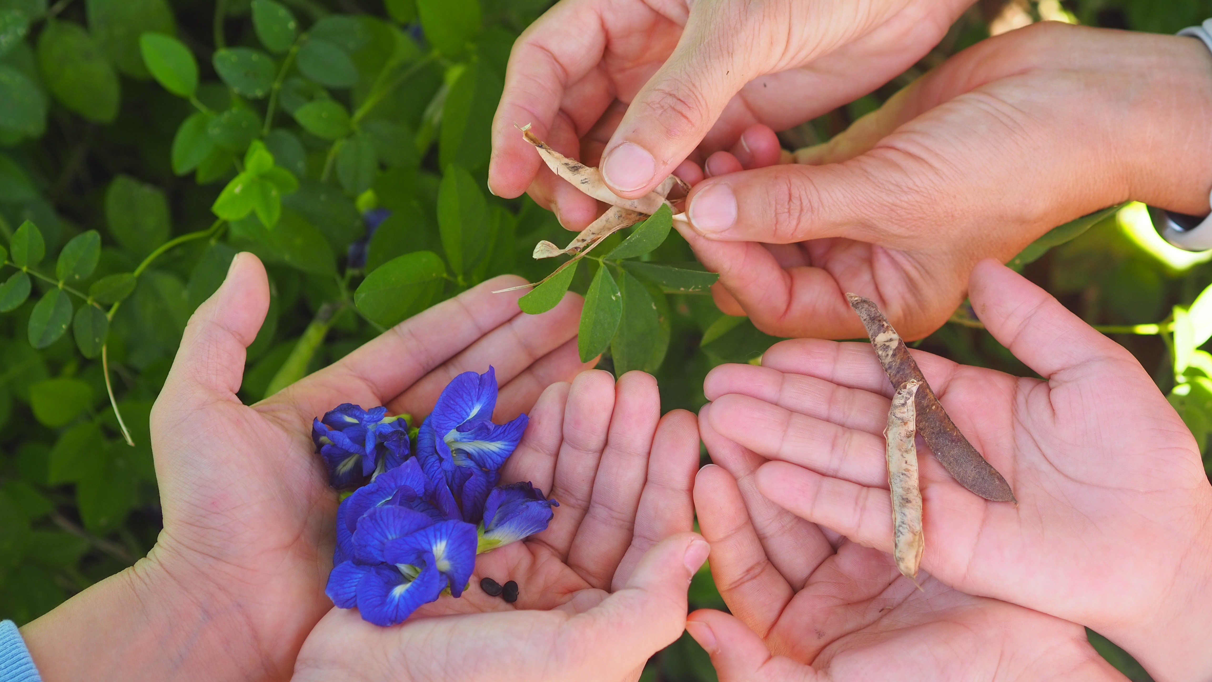 來農場親自採摘蝶豆花，剝開豆莢認識種子，再到體驗教室調製蝶豆花漸層飲品，最受小孩喜愛。