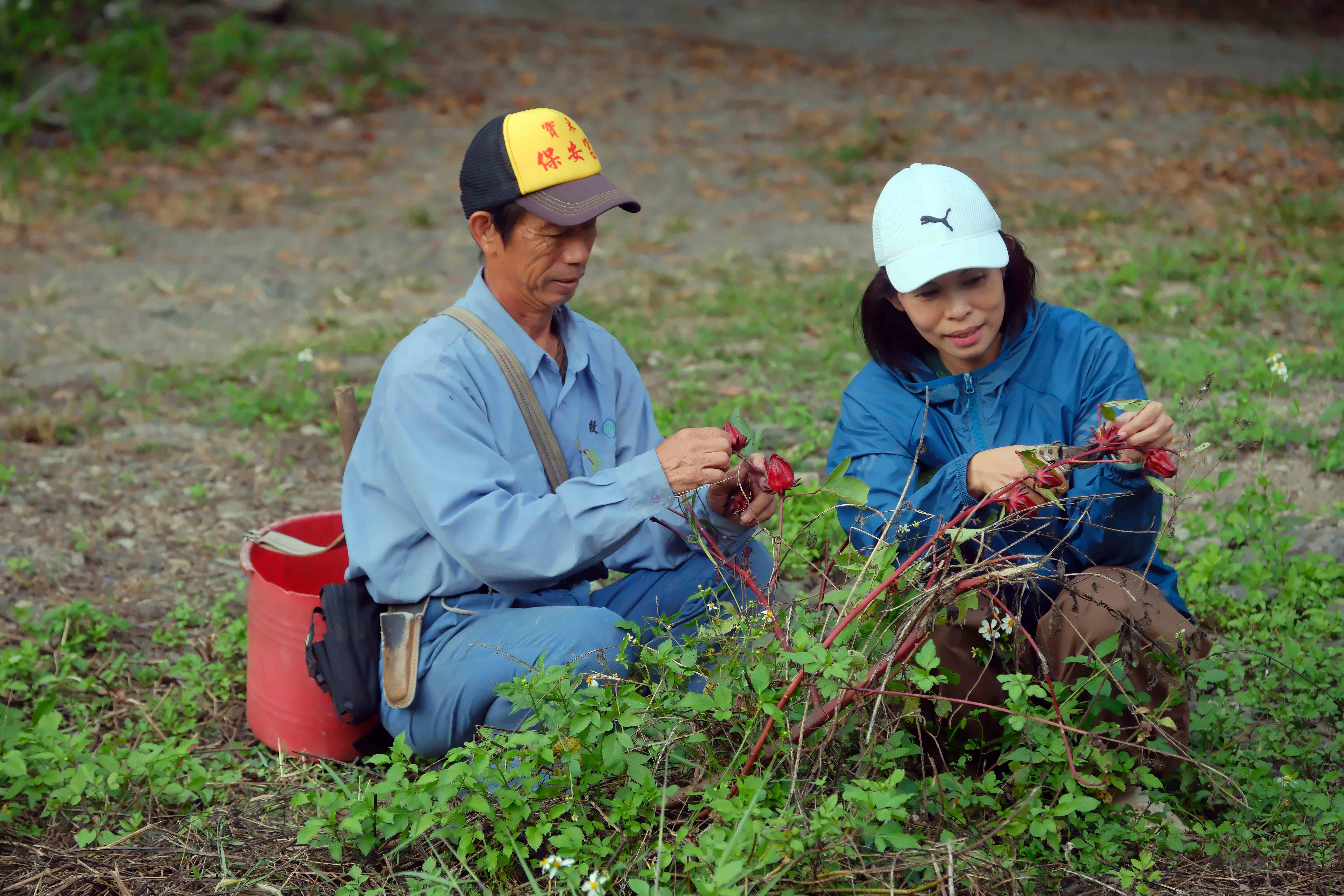 洛神花採收，也是遊客喜歡體驗的DIY。