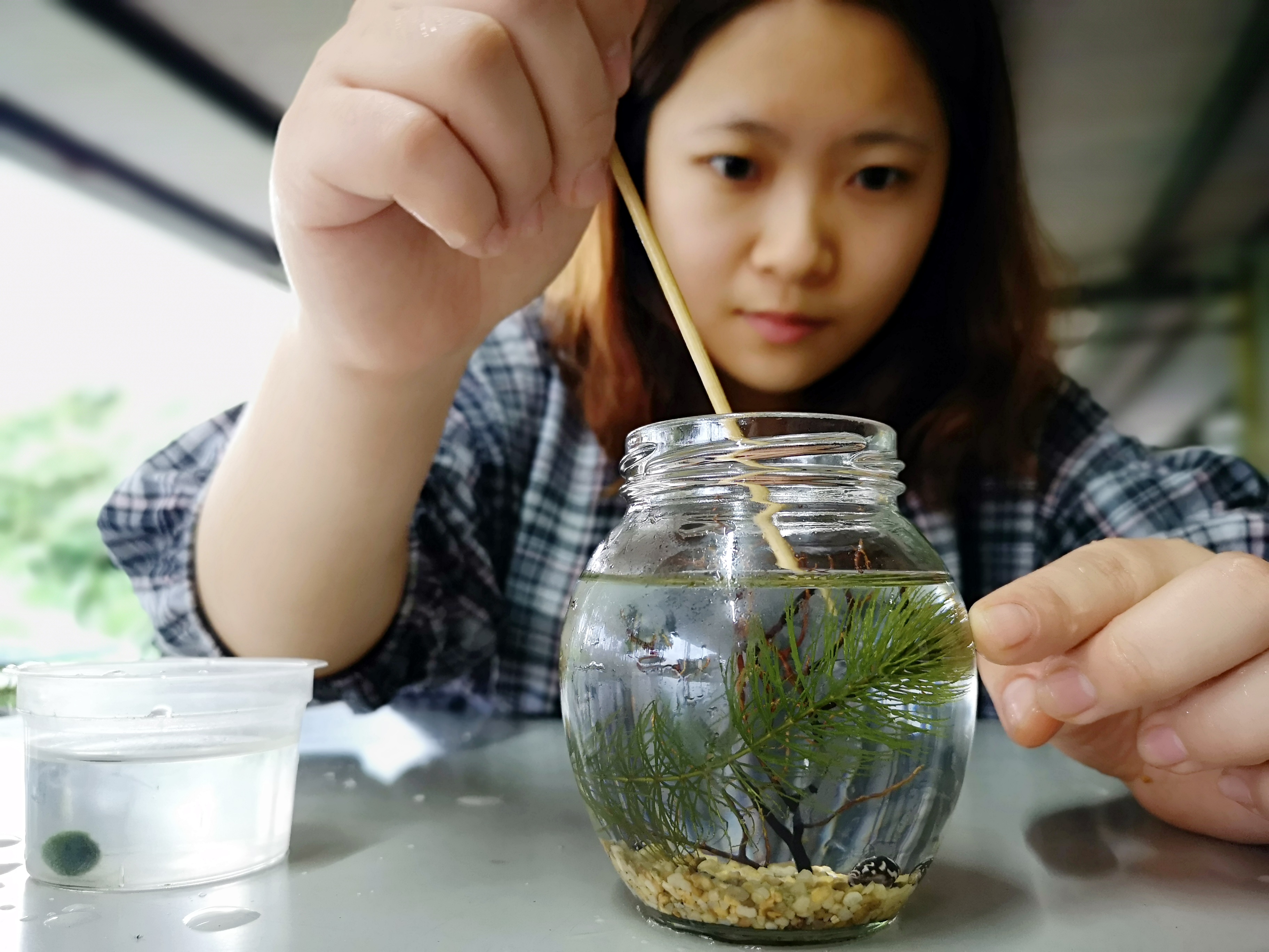 生態瓶DIY，水草是最好養的「寵物」，不用換水不用餵食。