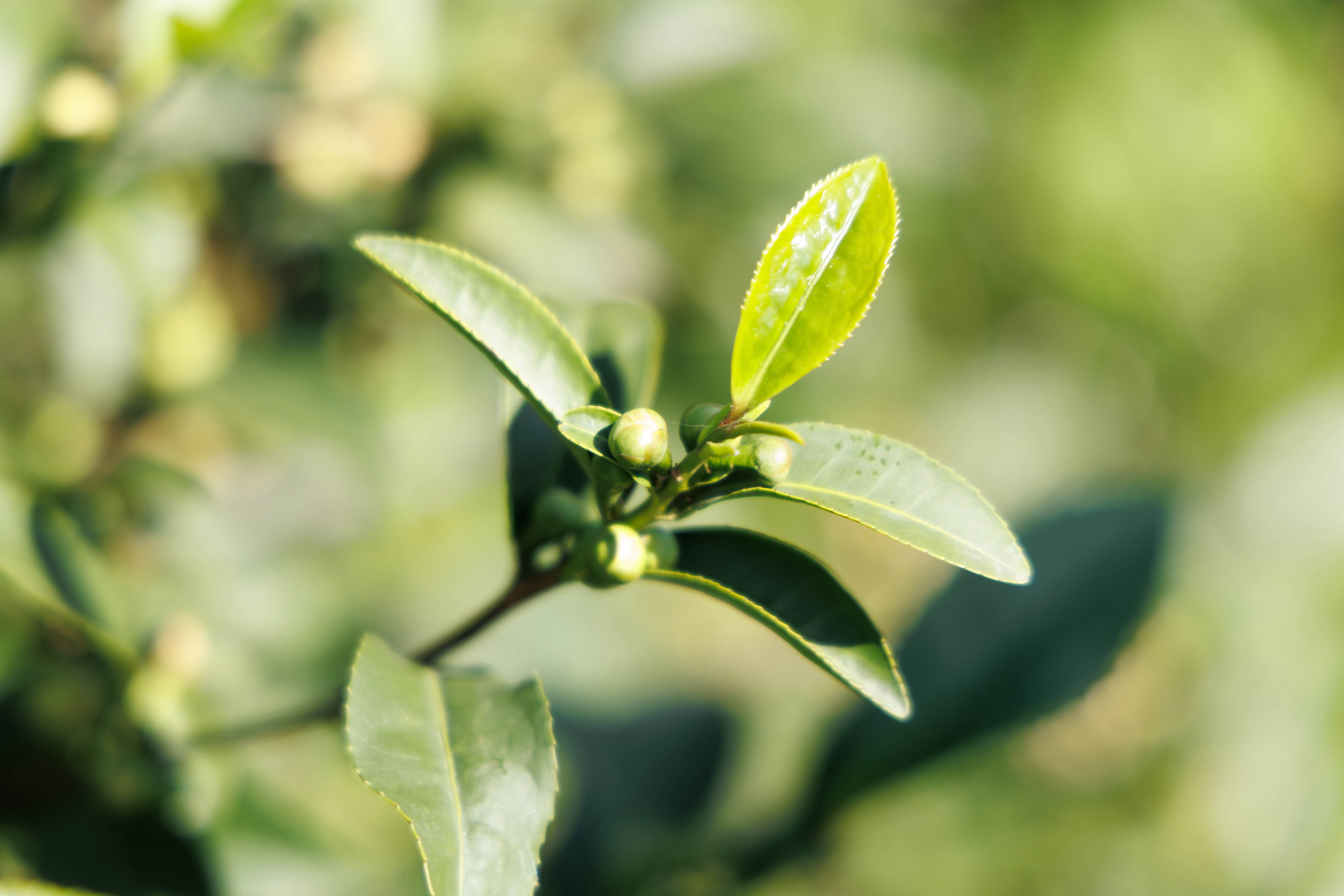 籽樹和茶葉同樣長出一心二葉，只是這裡不採嫩葉，而是等待花開、結果，等著一年一次的茶籽收成。