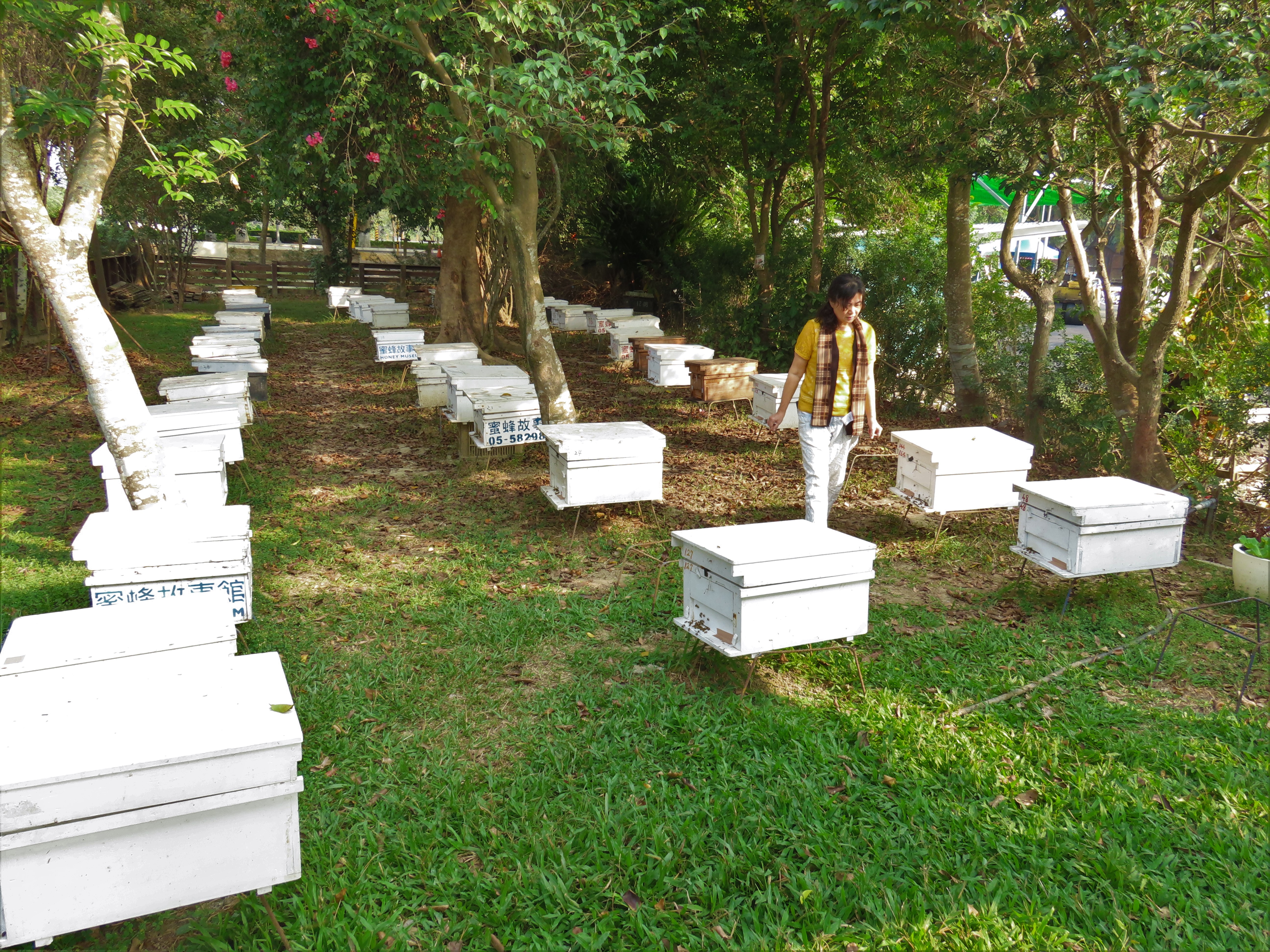 蜜蜂故事館旁就有養蜂區，讓民眾有機會近距離觀察蜜蜂生態。