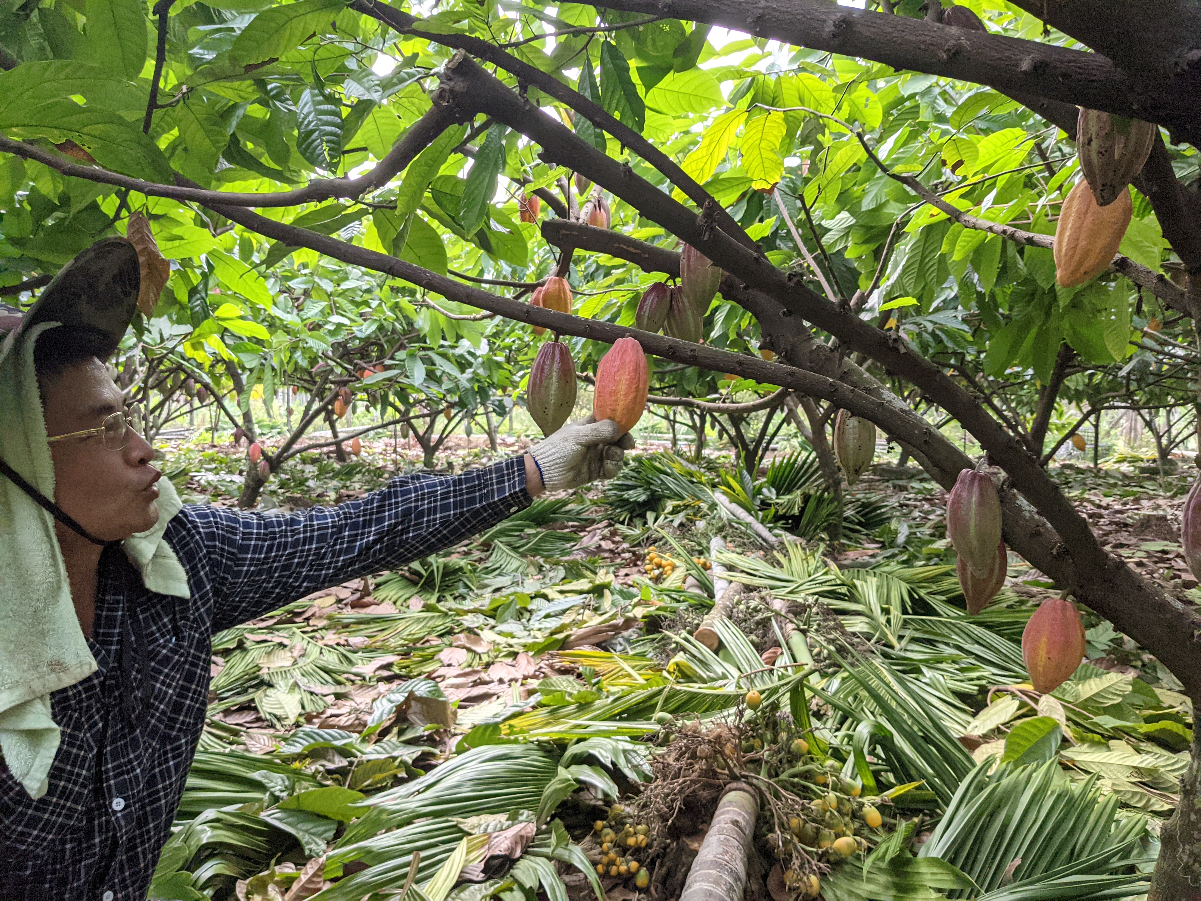 農場的可可樹就種在檳榔園中，張凱晃說，可可其實是一種水果。