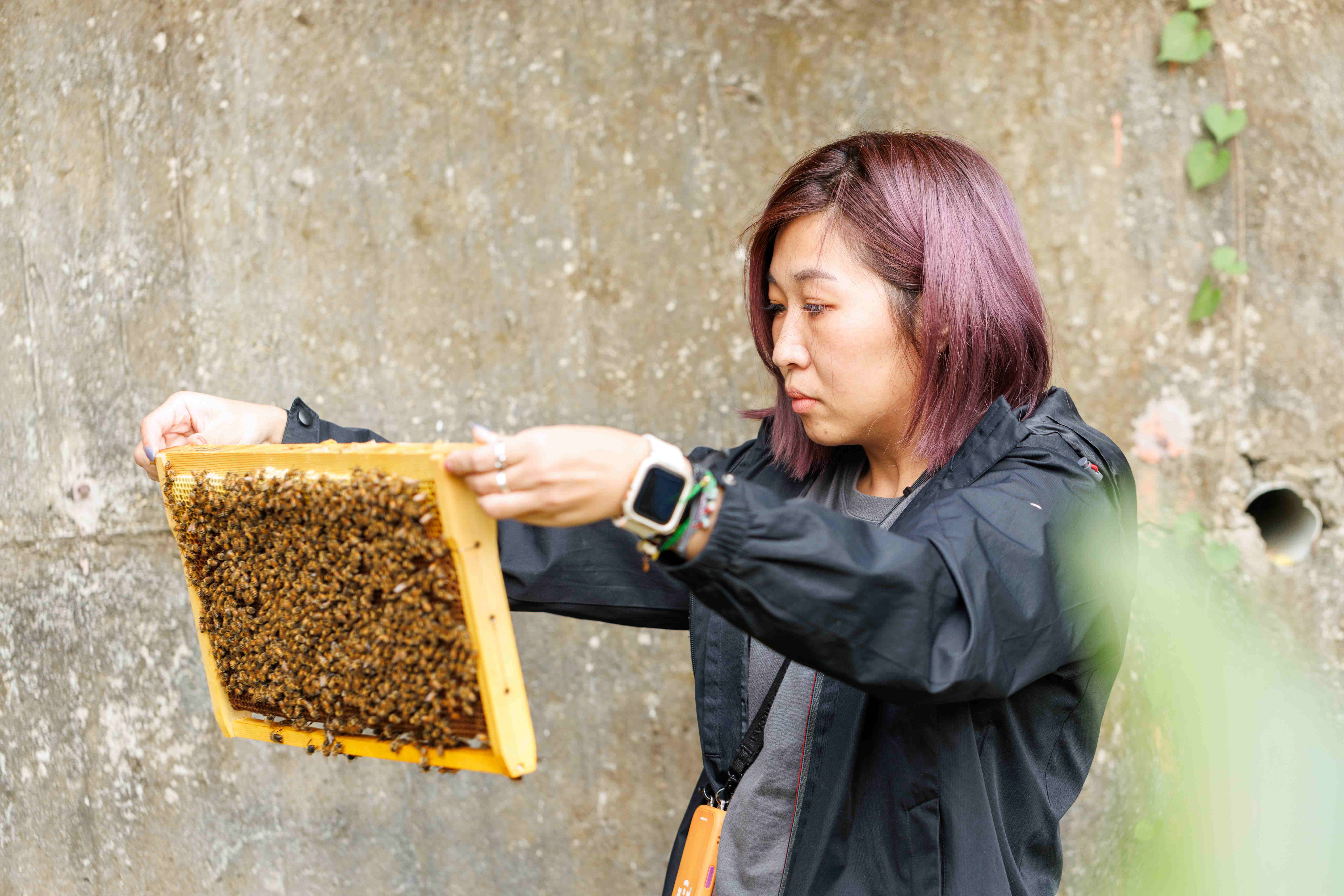 透過觀察就能尋找蜂王。