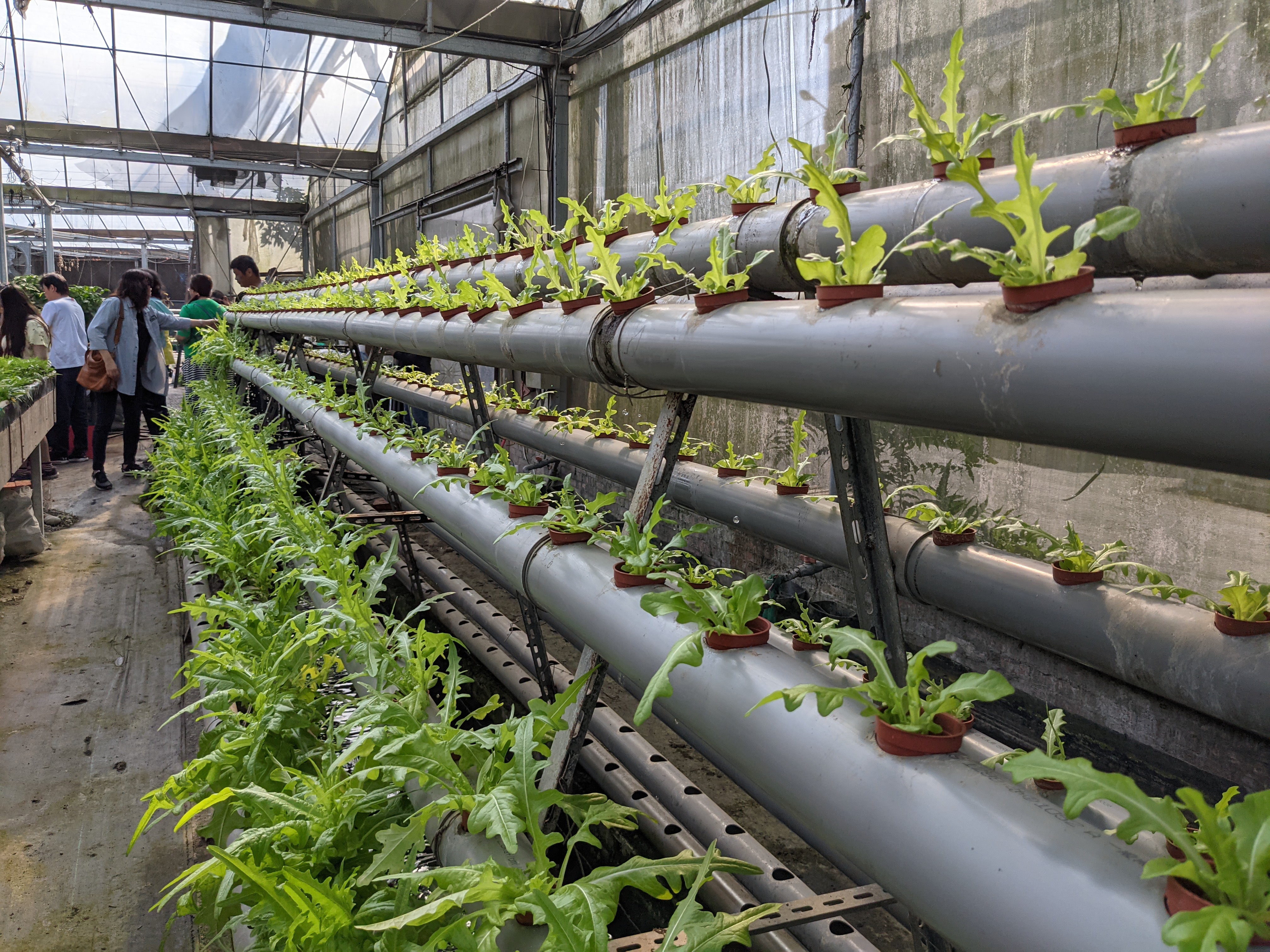 透過魚菜共生、蚓菜共生等方式，羅條原經營的餐廳蔬菜來源不虞匱乏