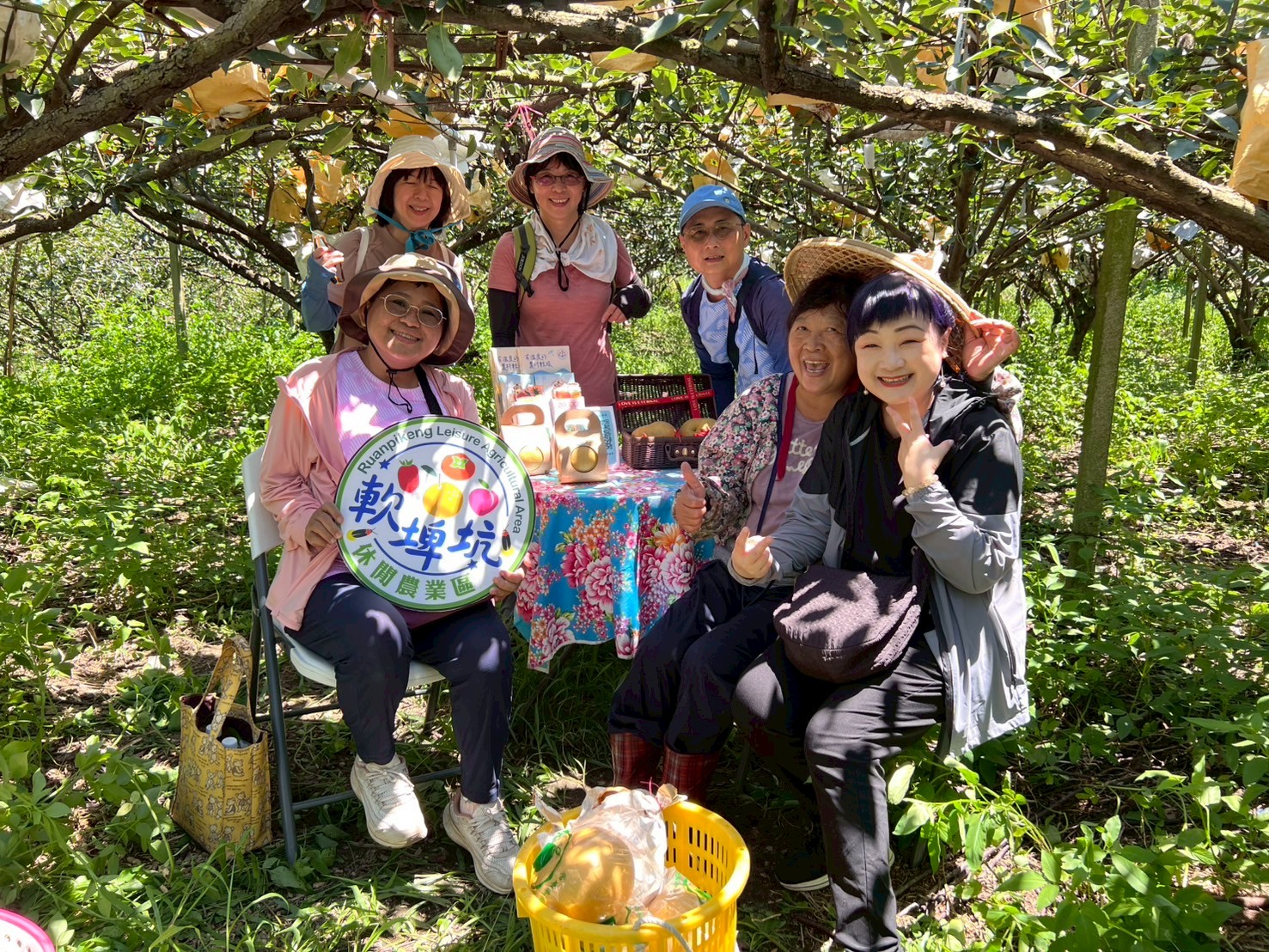 阿英姊的家採果(甘露梨)