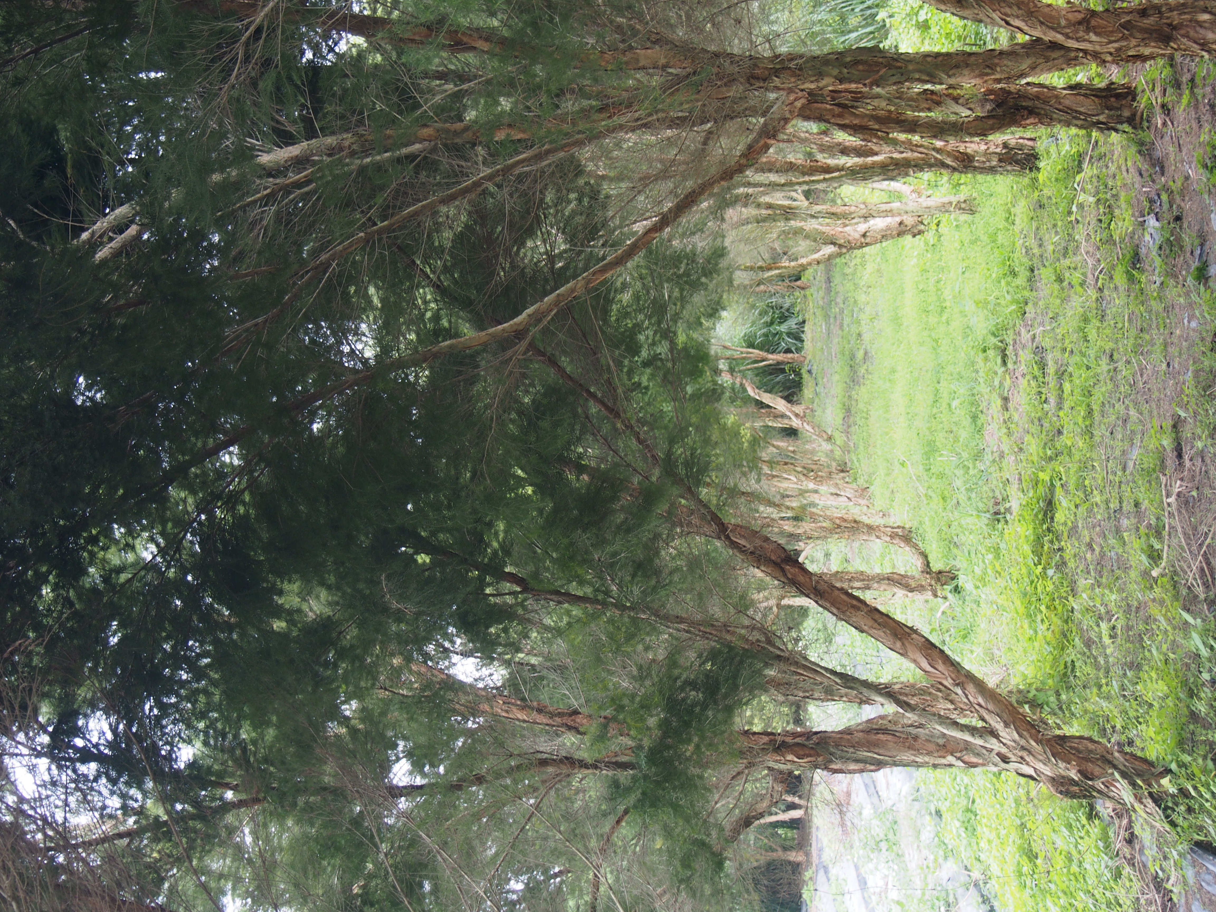 有機香草產區的茶樹步道。