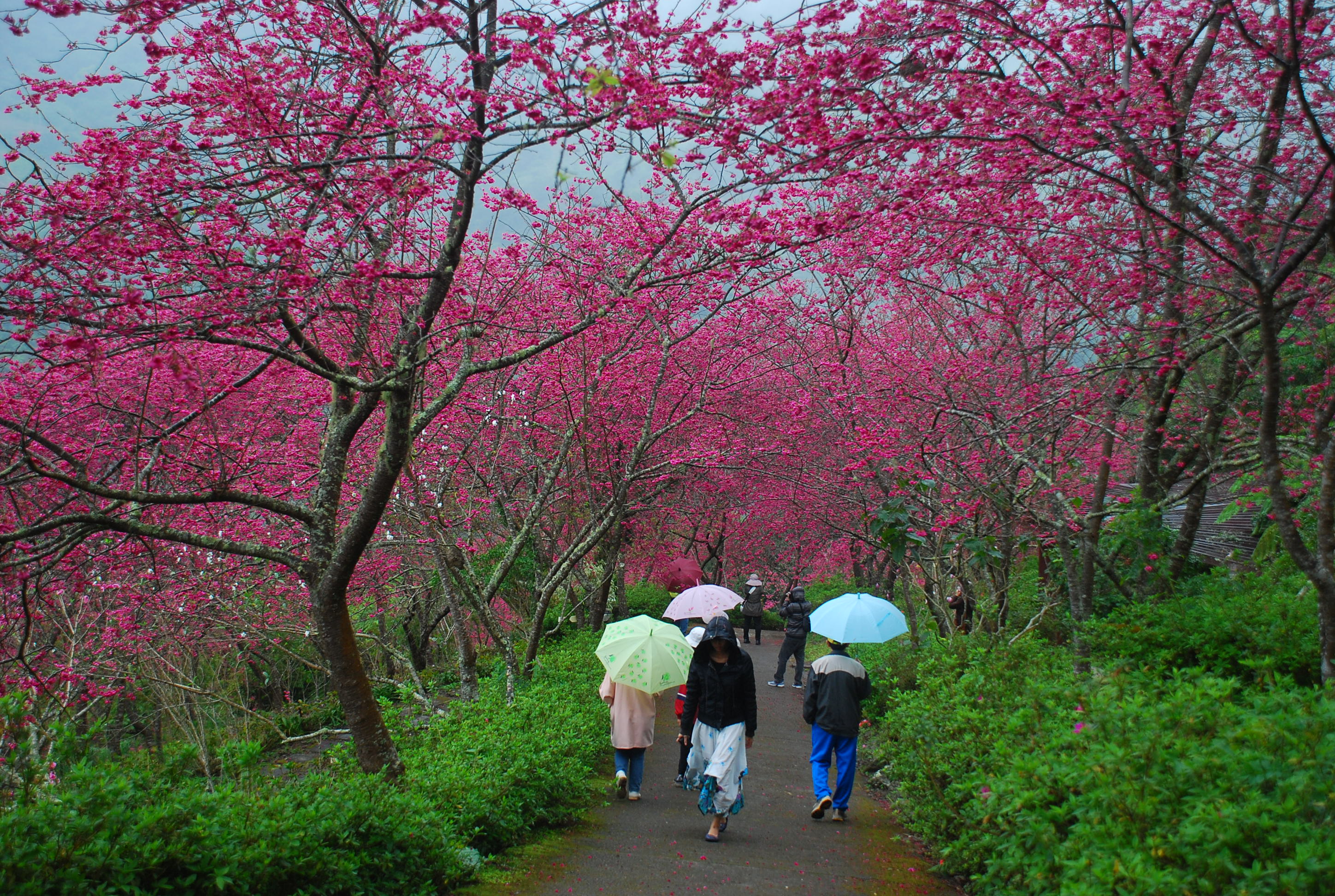 一年四季幾乎都有花可賞，是青山農場的特色，櫻花早年可是比武陵農場還紅。