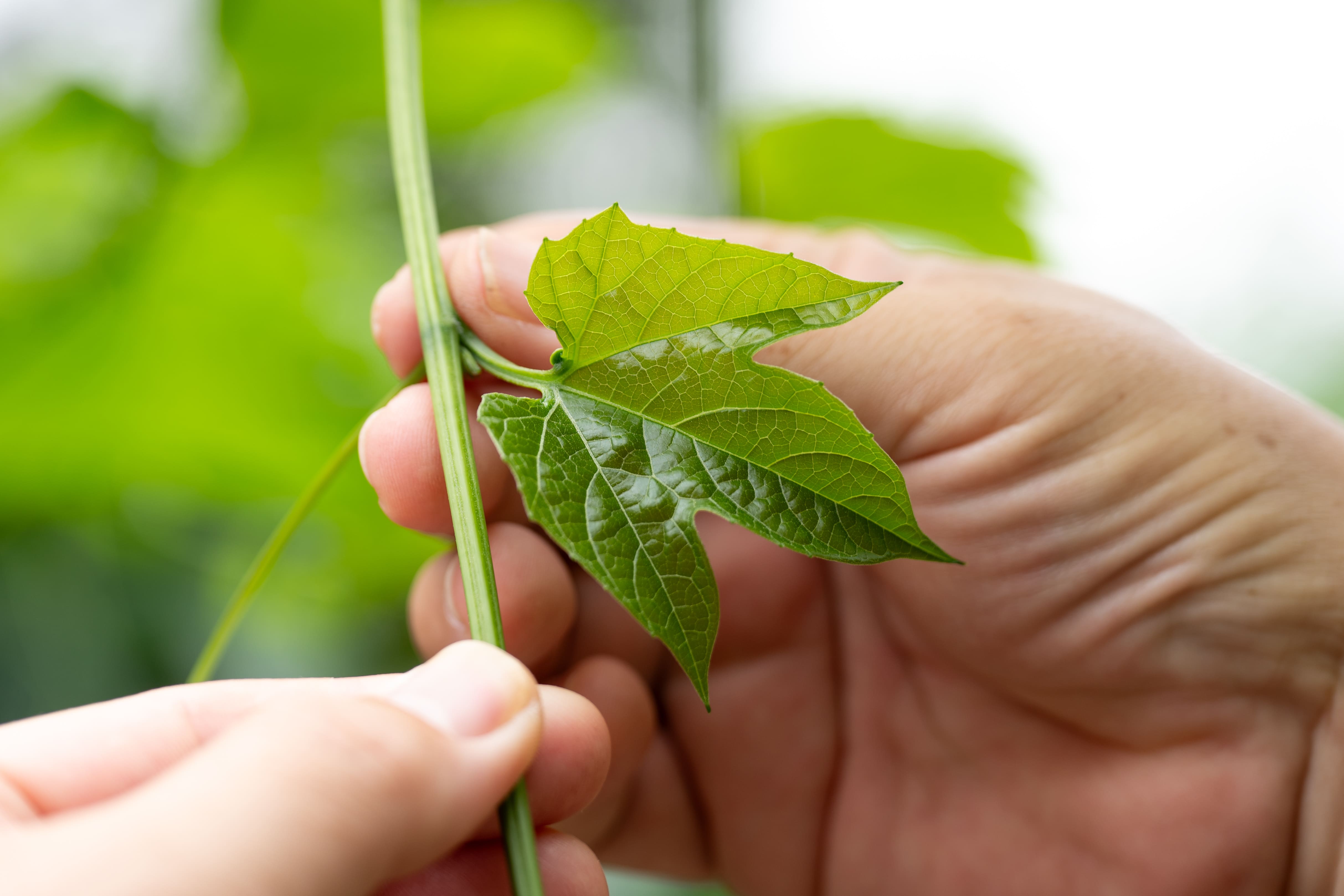 木虌果的嫩葉也是可以食用的，加入枸杞熱炒，口感滑嫩爽脆。