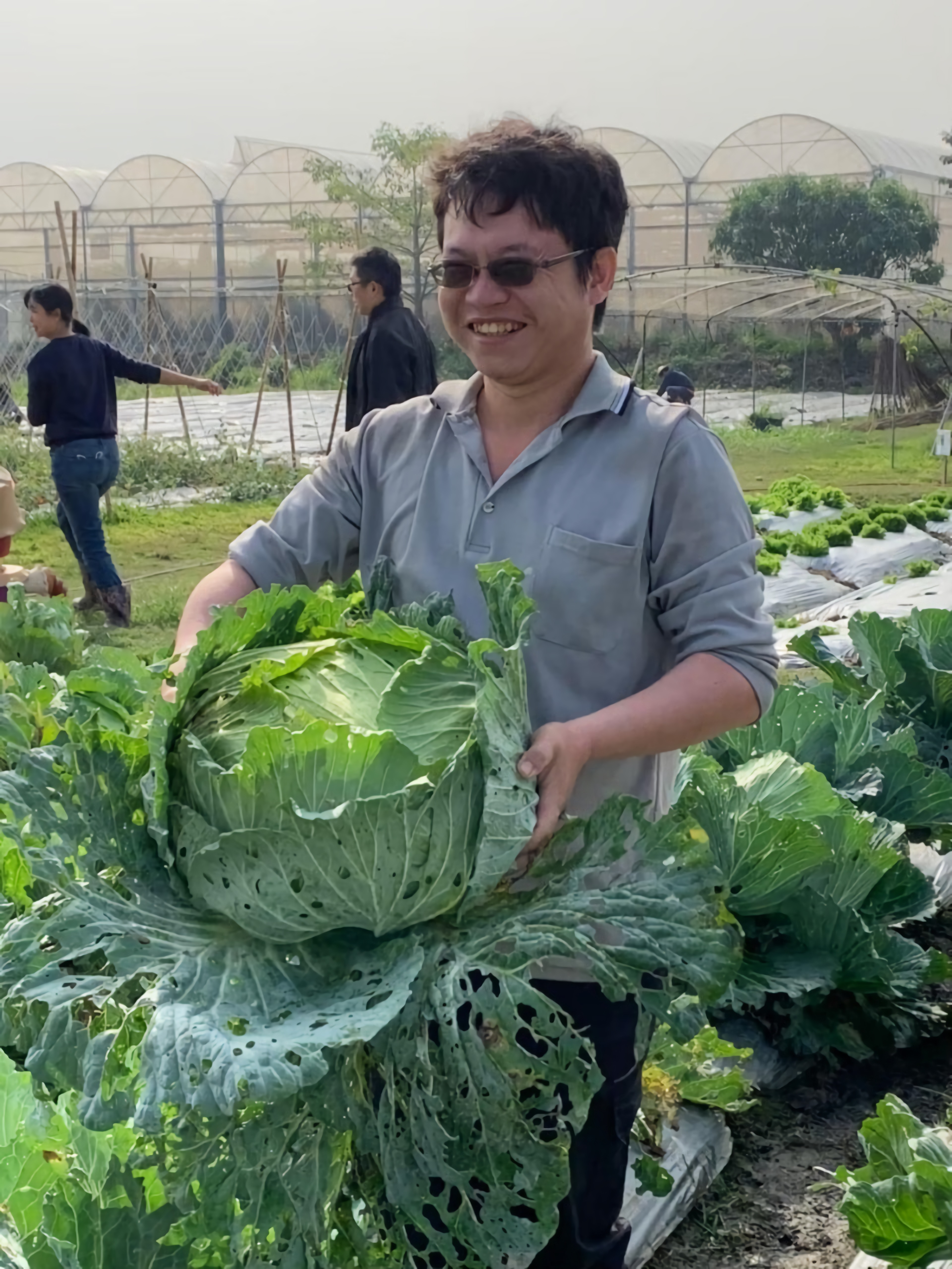 蓮心園農藝庇護工場種植的巨無霸高麗菜，直徑將近50公分
