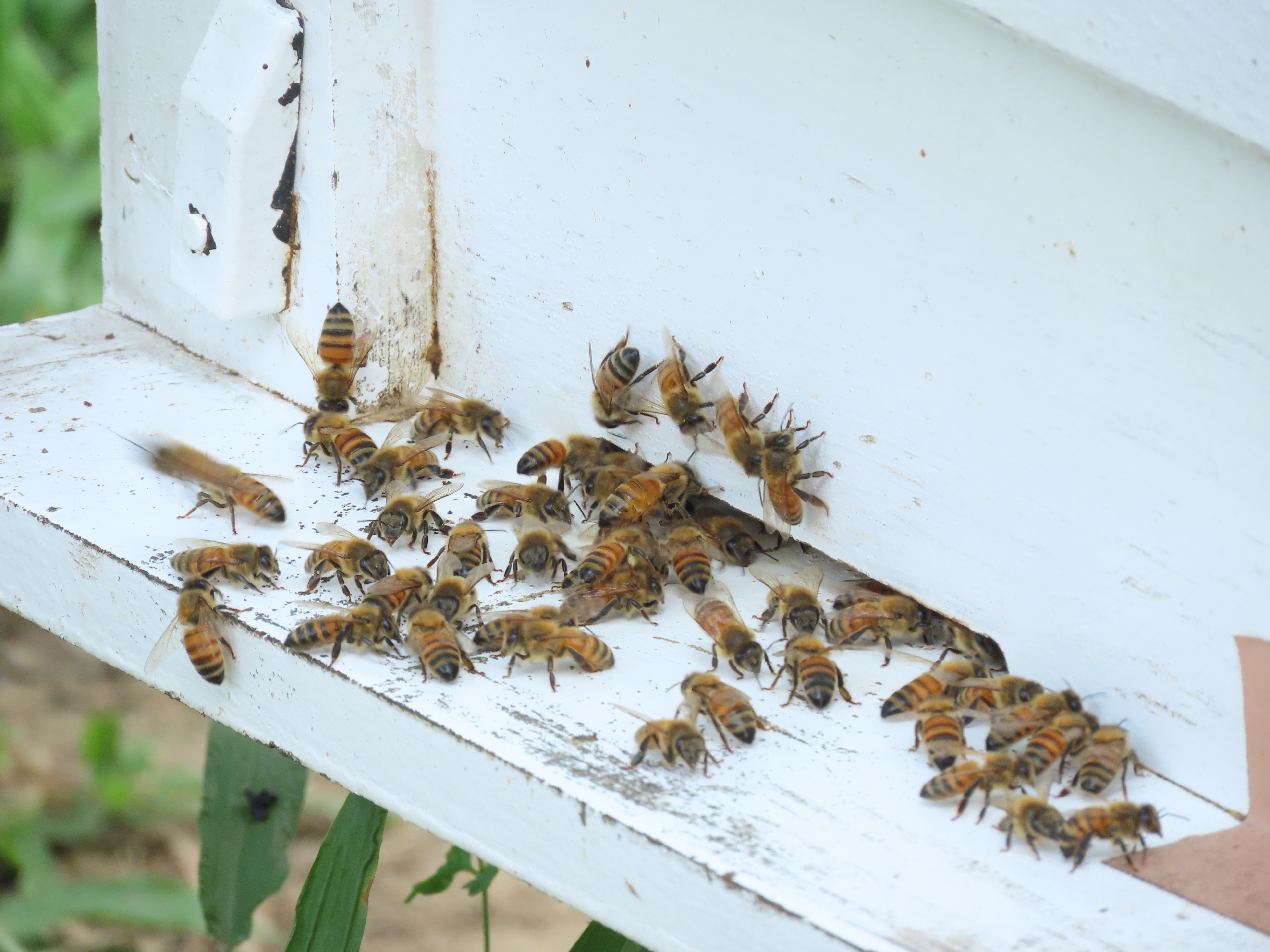 蜜蜂是一種環境指標，越少汙染，牠們越有生命力。