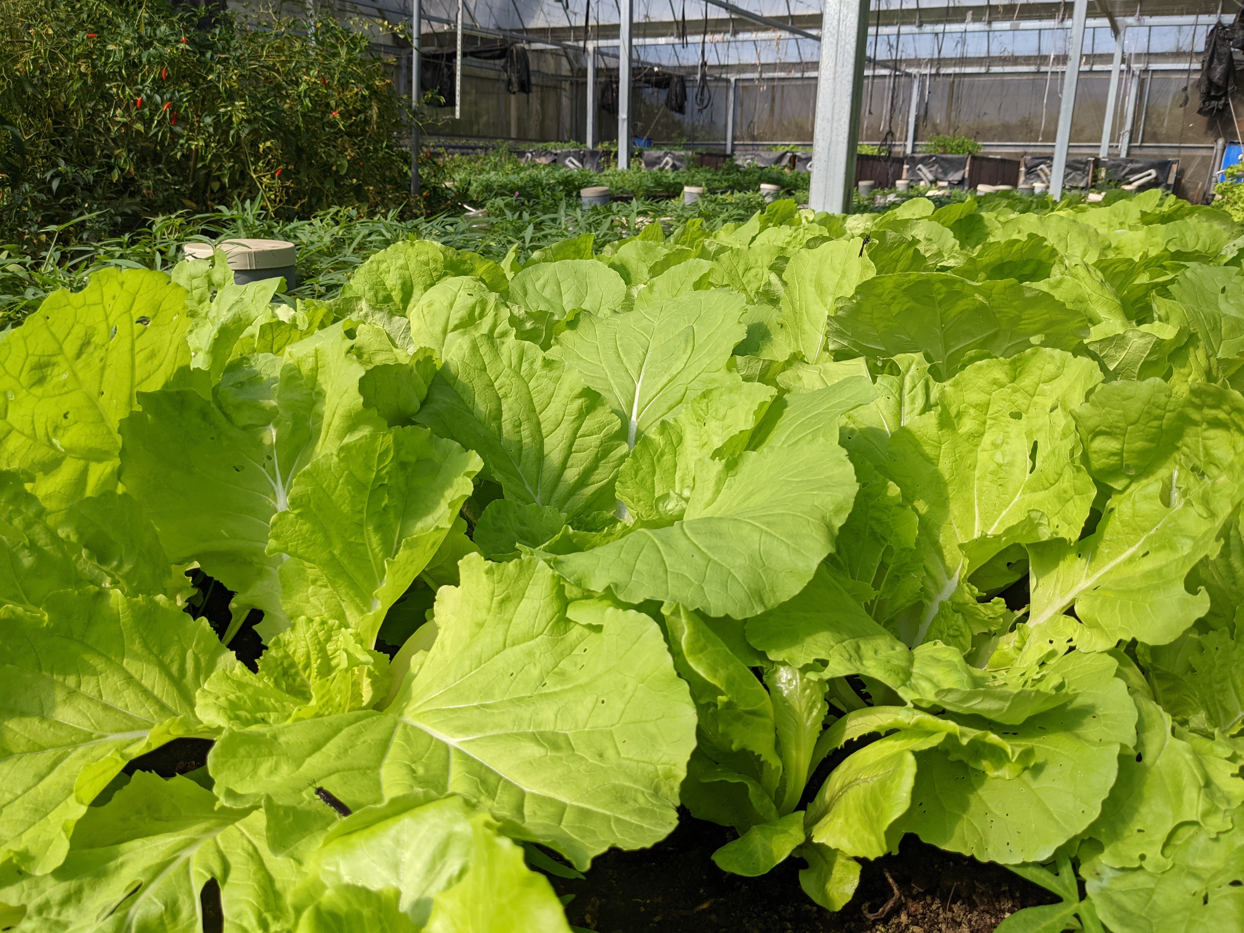 透過魚菜共生、蚓菜共生等方式，農場的蔬菜長得鮮綠健康