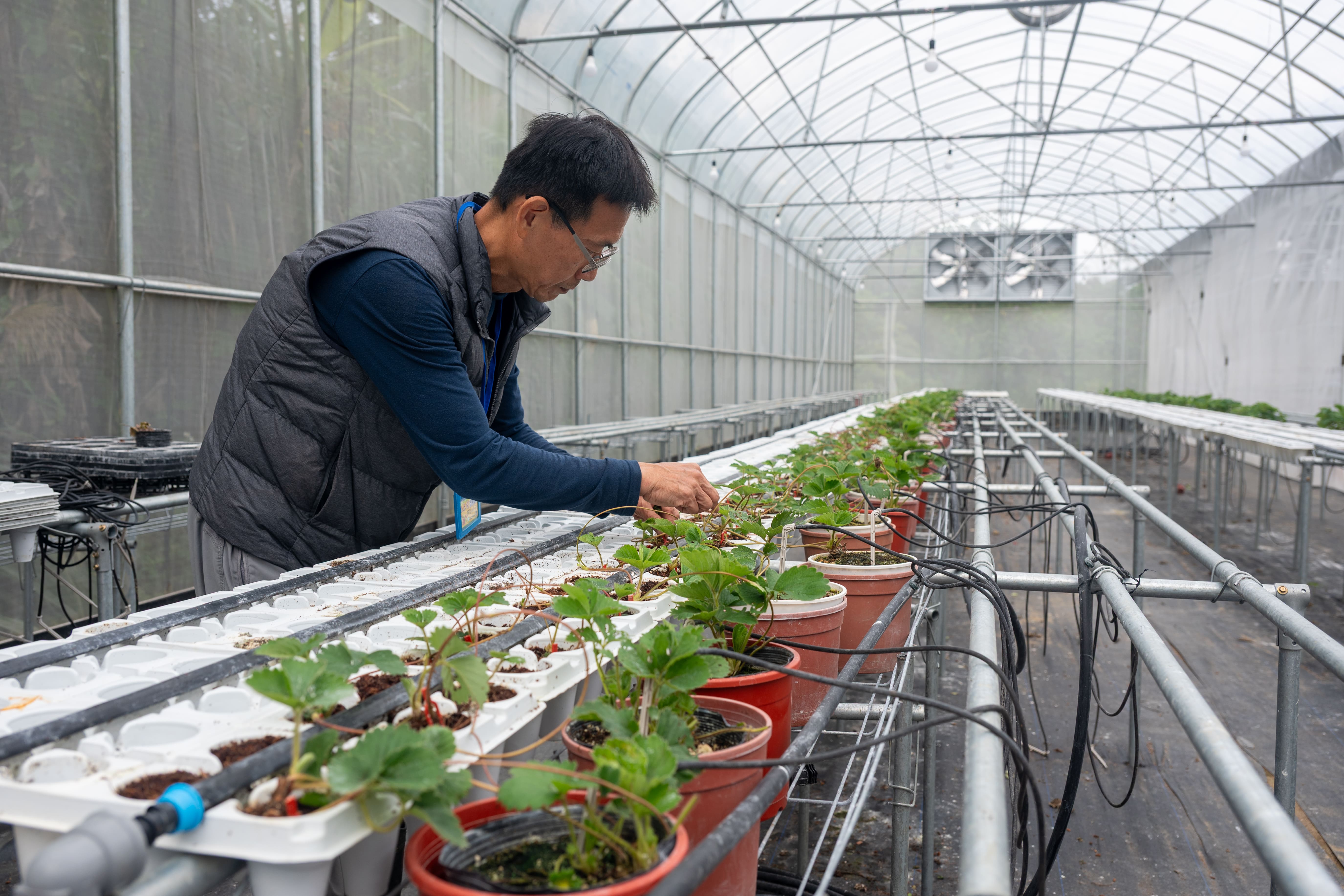 連草莓育苗也不假他人，全是詹錫銘先生自己培育的。
