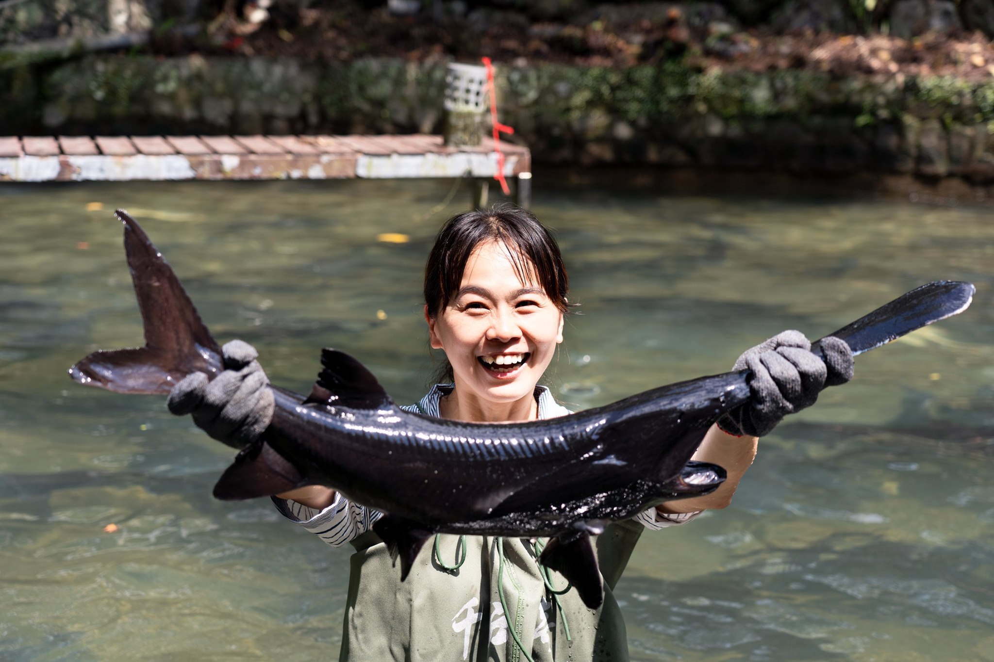 鱘龍魚