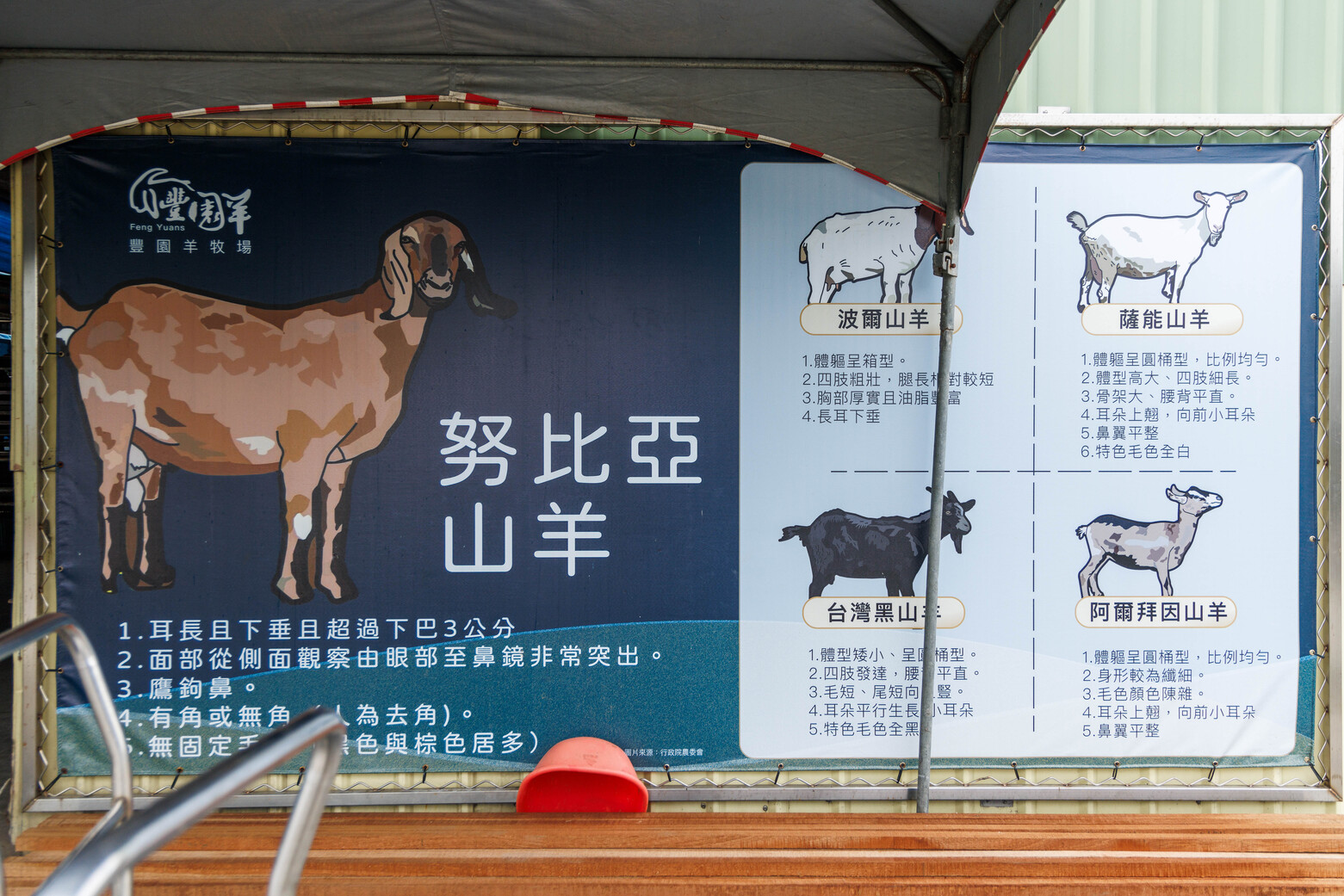來到豐園羊牧場可以認識不同羊咩咩品種。