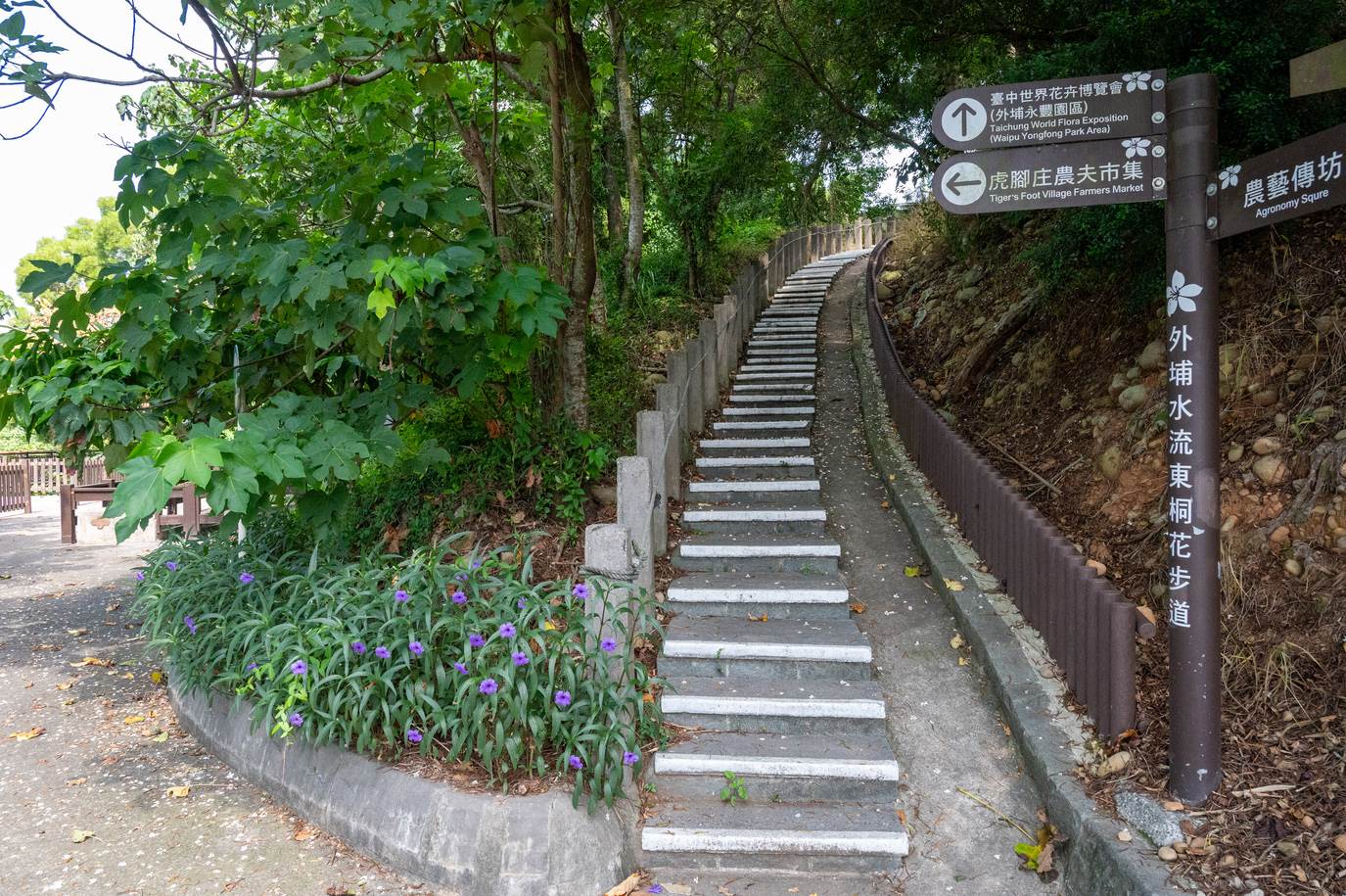 桐花時節此區的桐花步道遊客絡繹不絕。