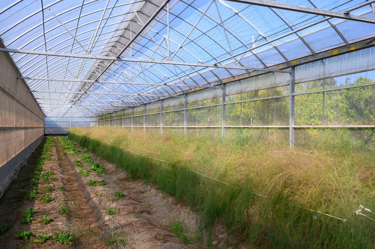 溫室裡一邊是剛種植不久的菜苗，另一邊是已經陸續收成的蘆筍。