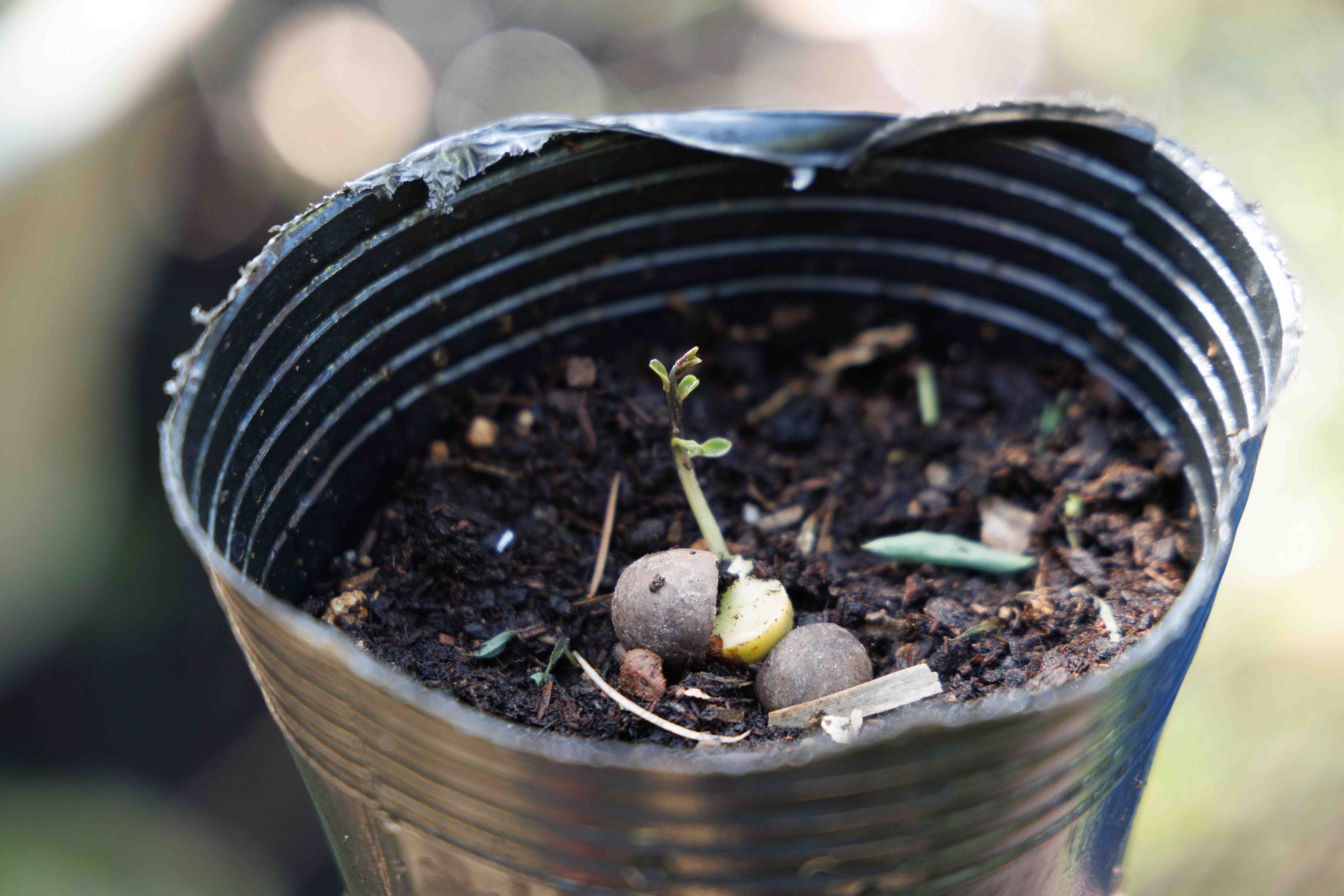 一顆茶籽從外殼裂開，冒出嫩綠的新芽。