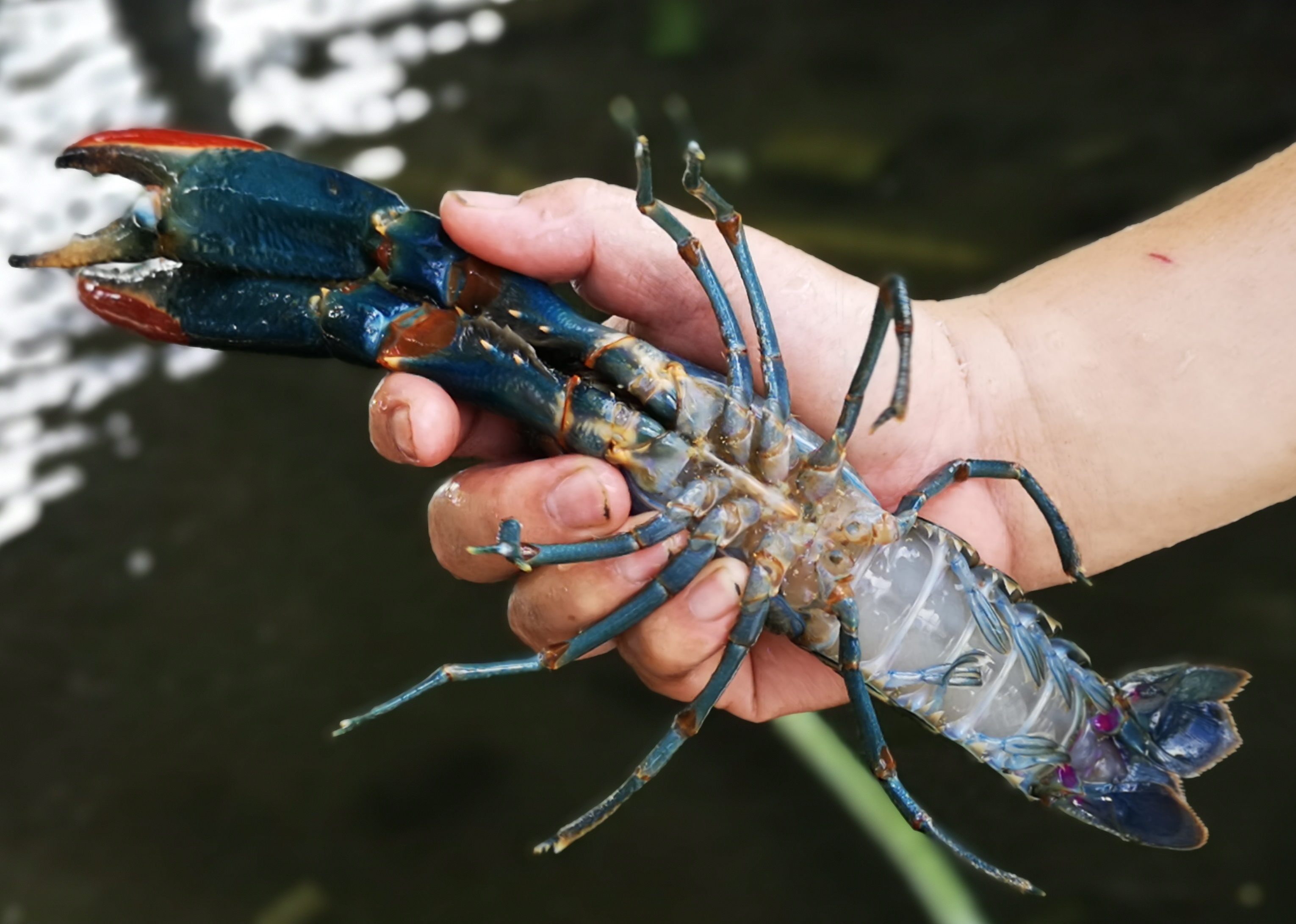 利用閒置池養殖澳洲龍蝦，等牠們適應宜蘭的冬天，就可以成為餐廳最新鮮的主食料理。