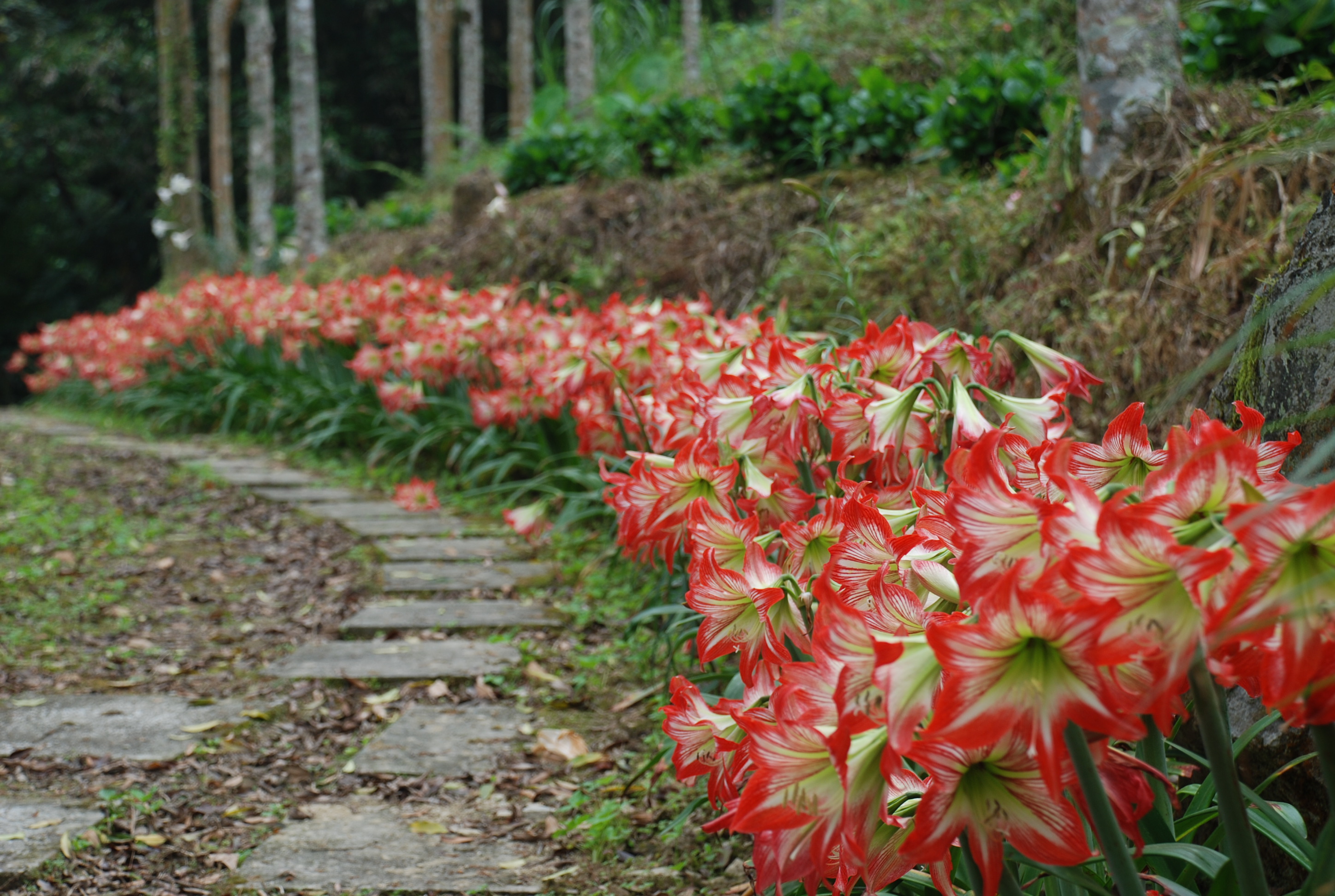 台灣的孤挺花多半在清明節前後開花，春末夏初是賞花時節。
