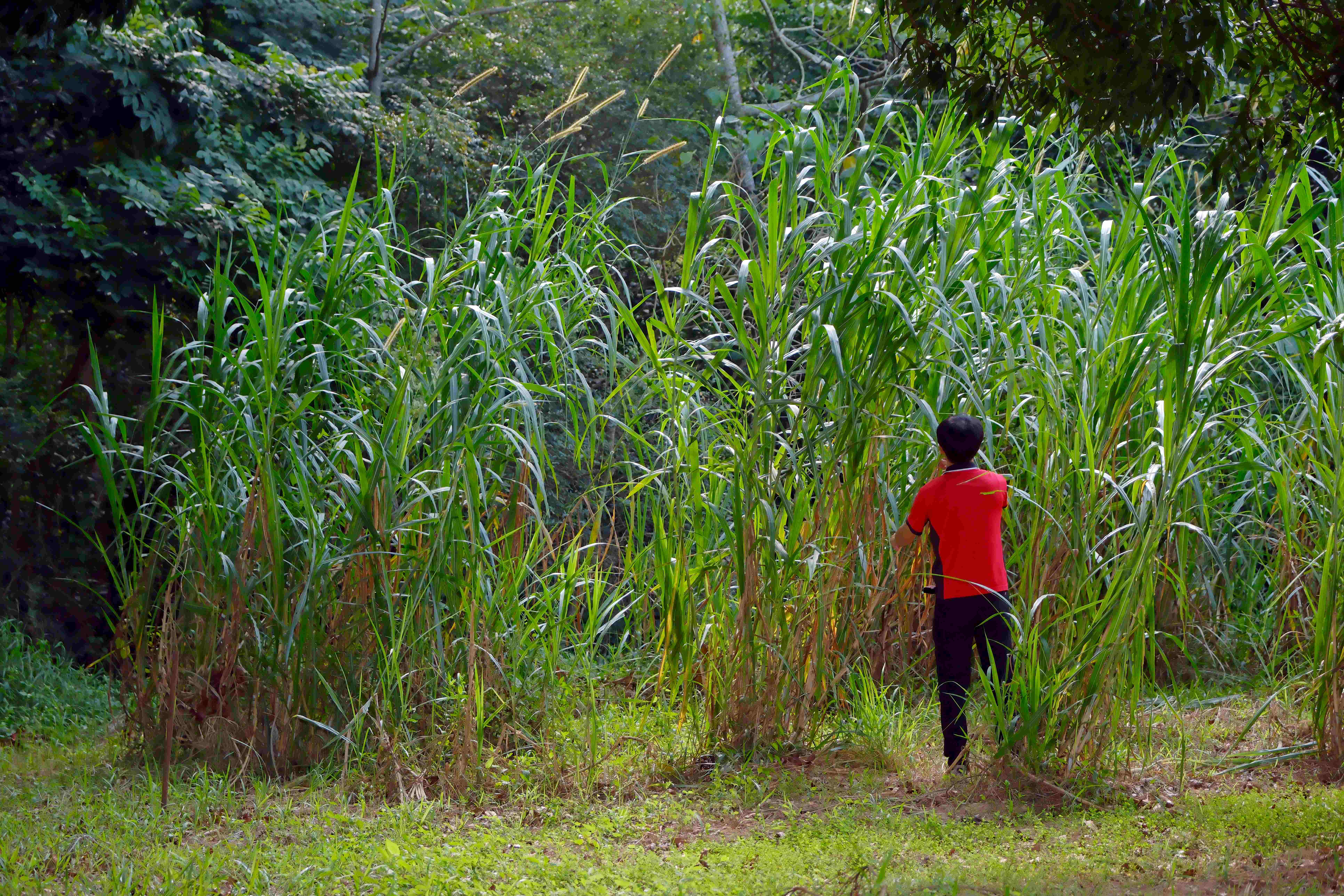 狼尾草也稱為台畜草二號，外型略似甘蔗。