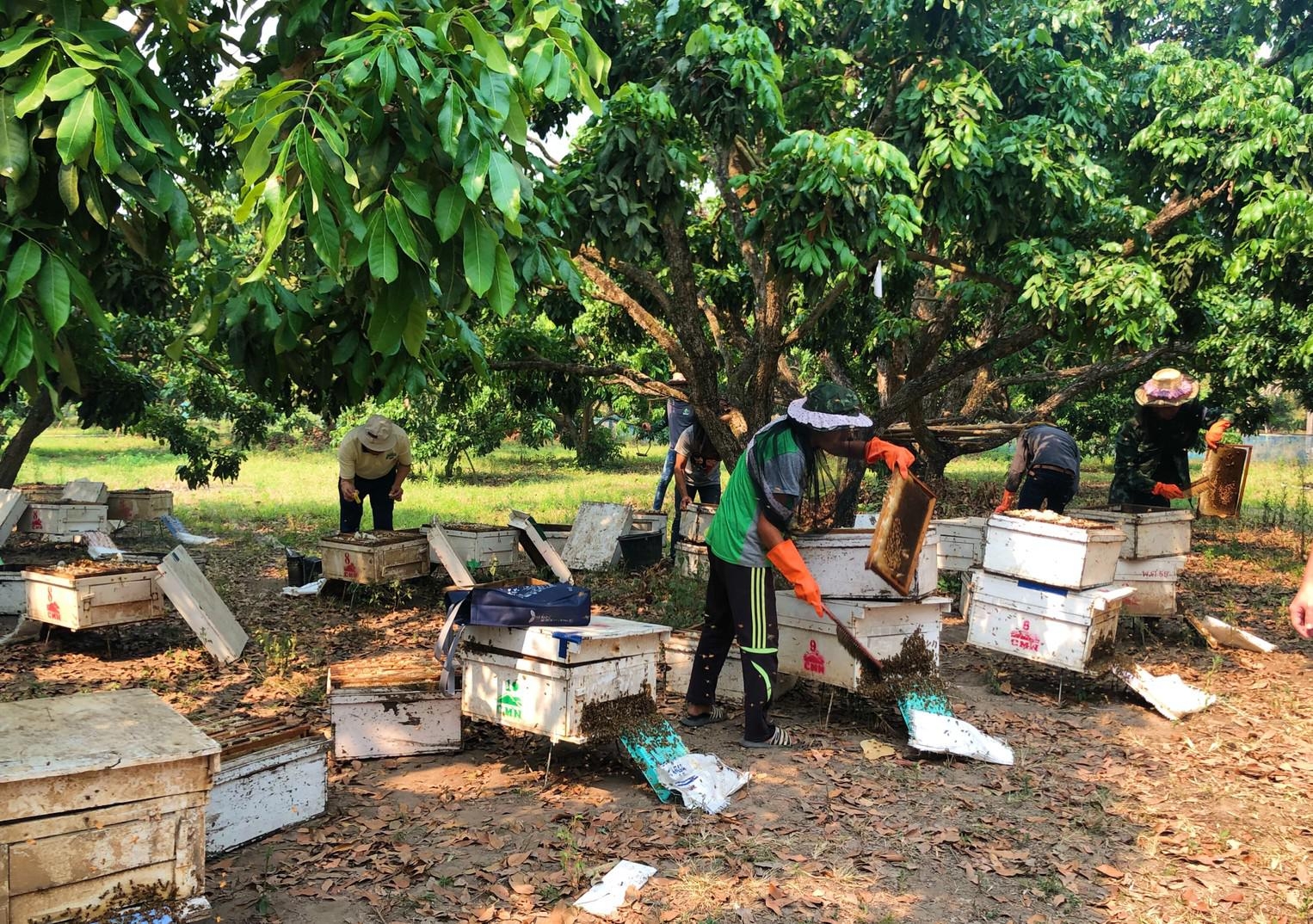 蜜蜂故事館在泰國清邁的養蜂基地，數量接近5億隻。