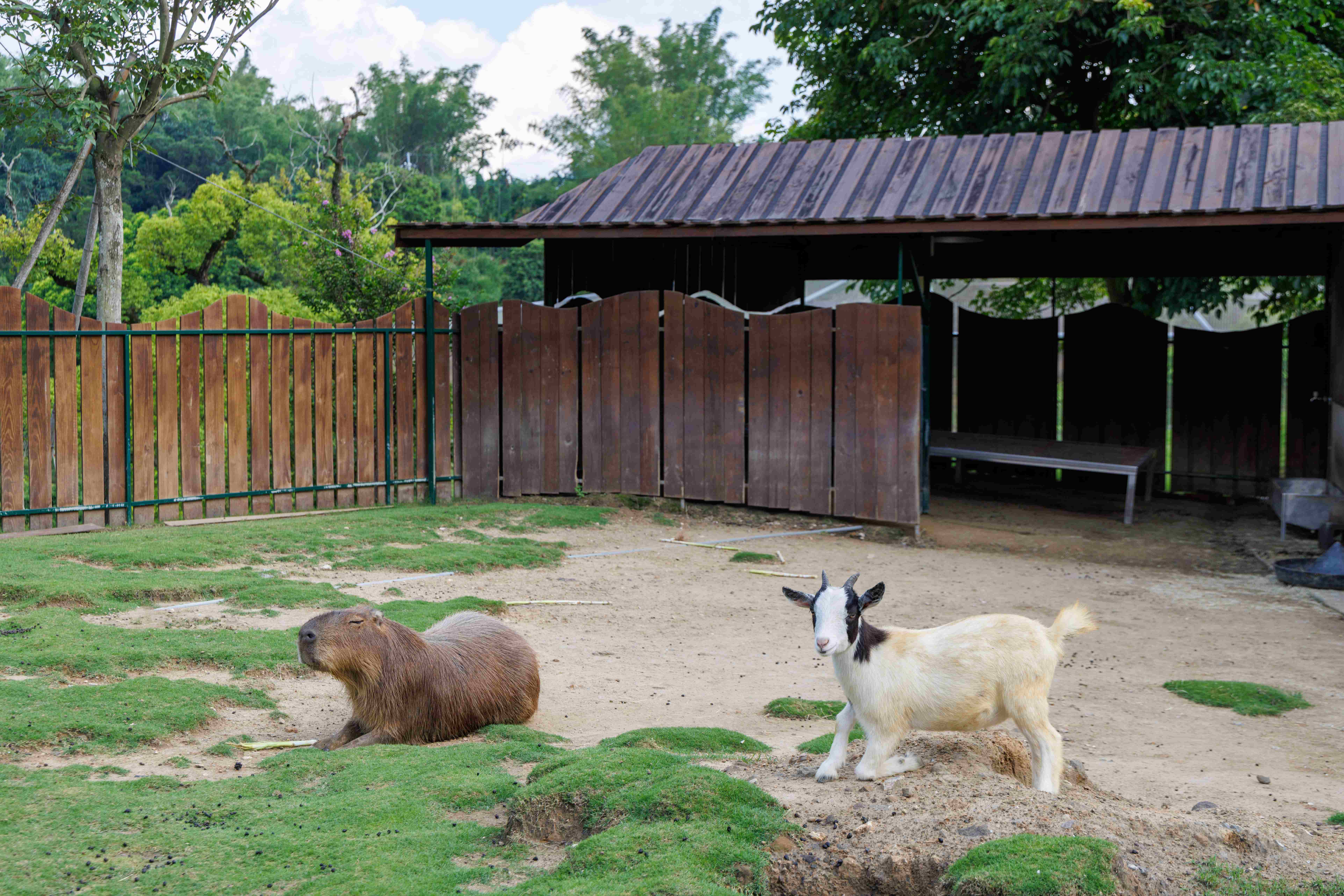 除了鳥類，園區內的可愛動物，也相當受到歡迎。