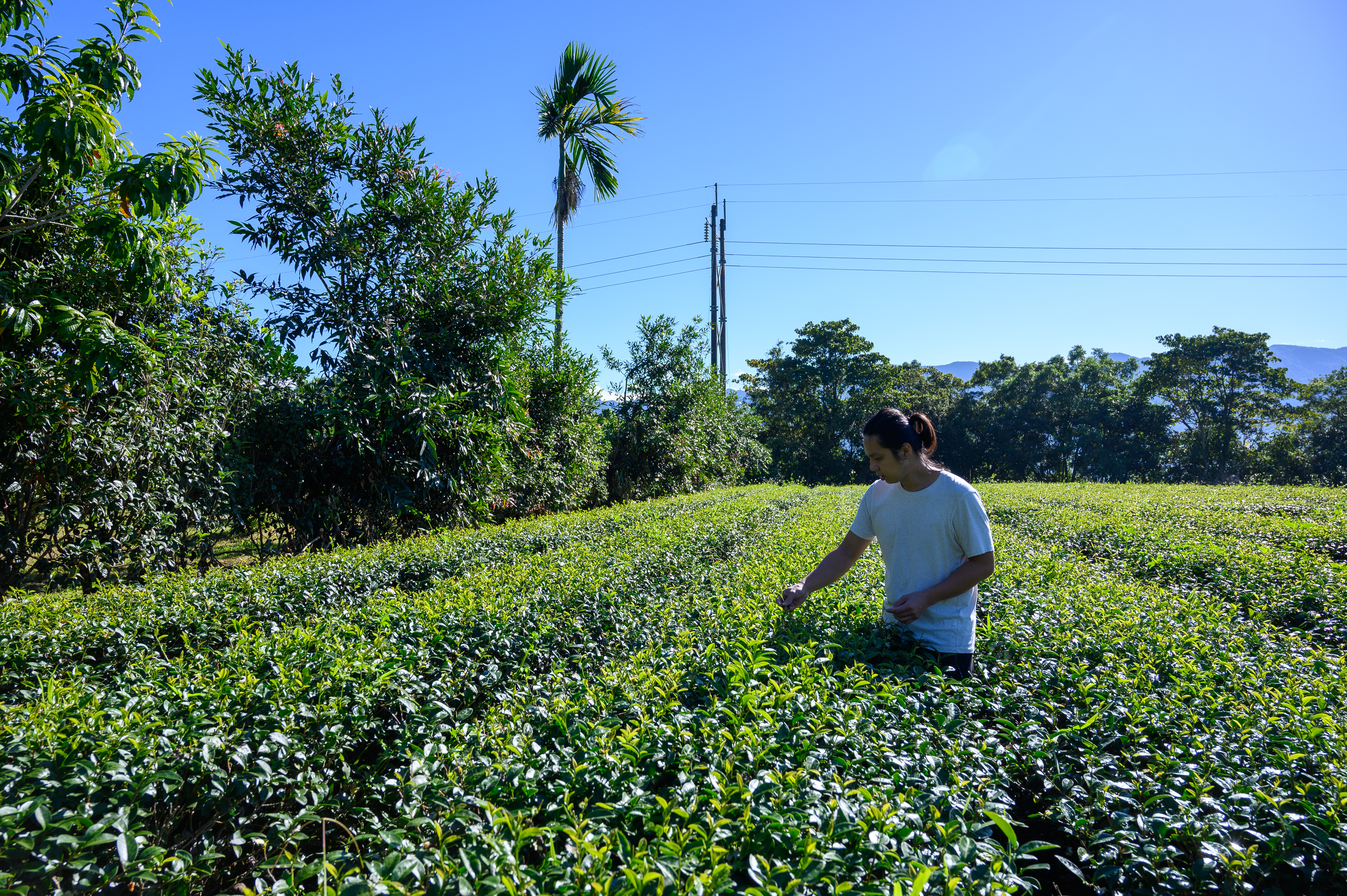 第四代的茶農謝瑋翔，使用有機栽種跟機器採收，園區有2.2甲。