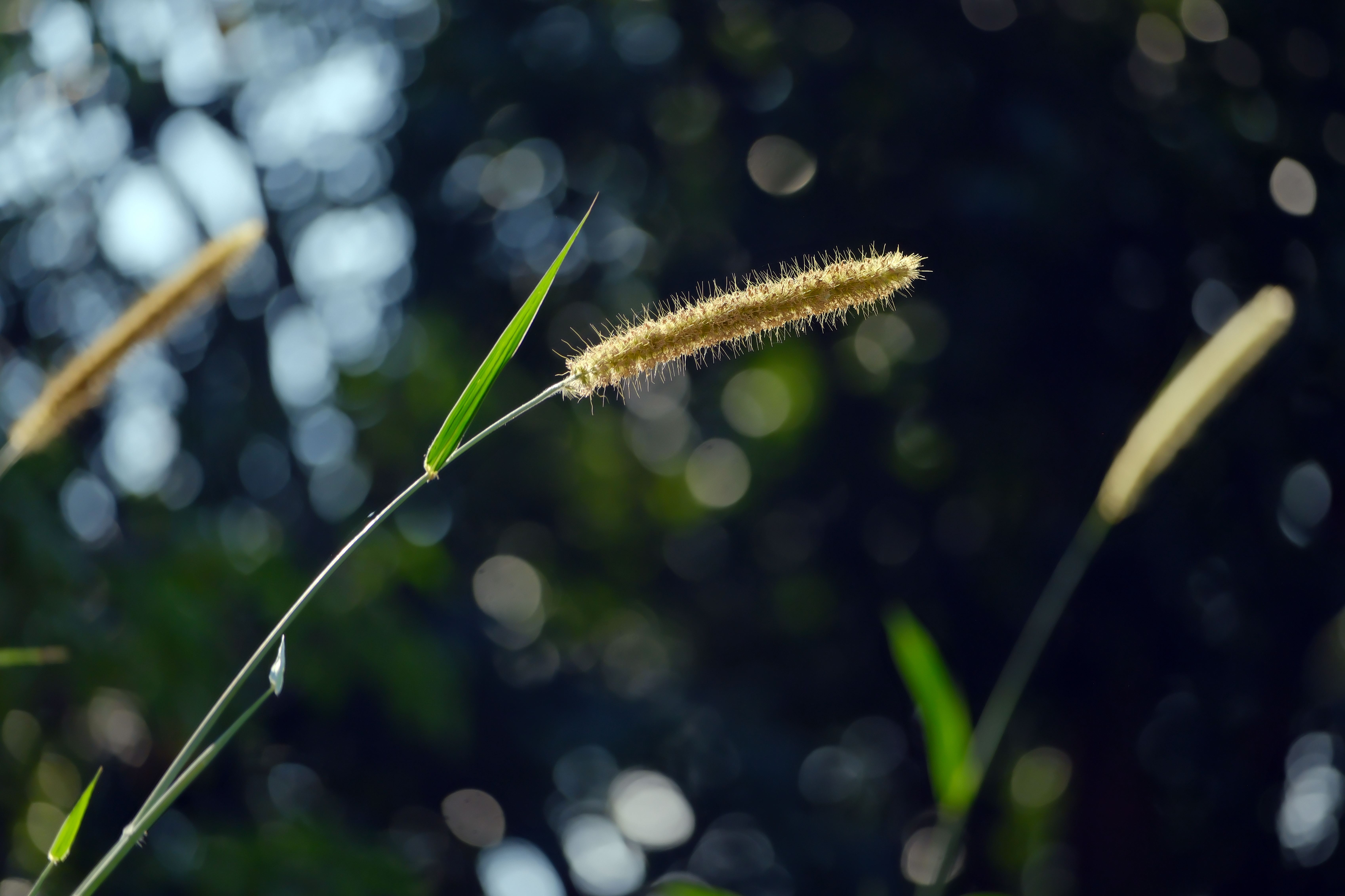 園區作物以種植A254盤固拉牧草及台畜2號狼尾草兩種牧草為主，是走馬瀨農場獨有的在地產業特色。