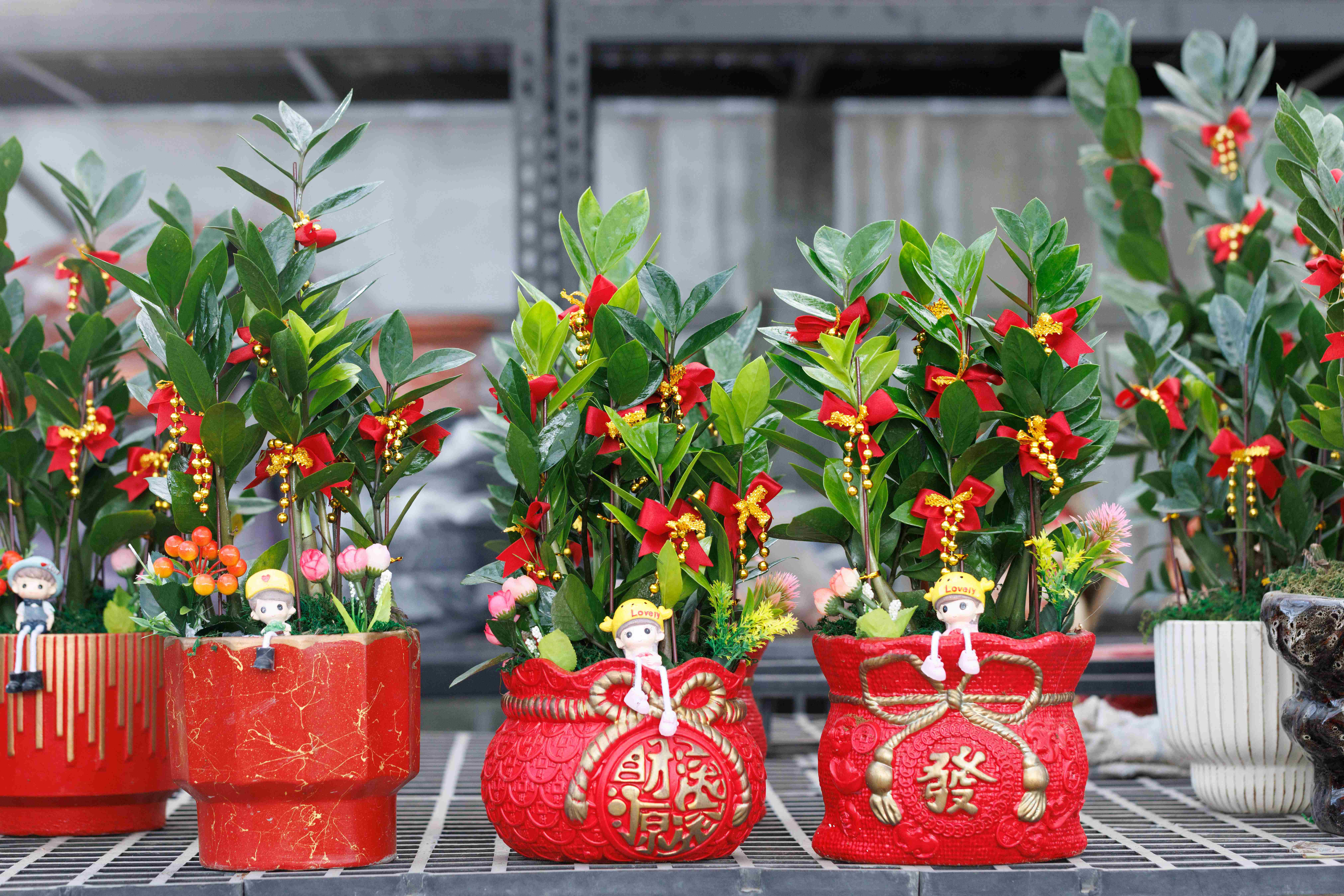 精緻點綴後的金錢樹，更添喜氣與祝福。