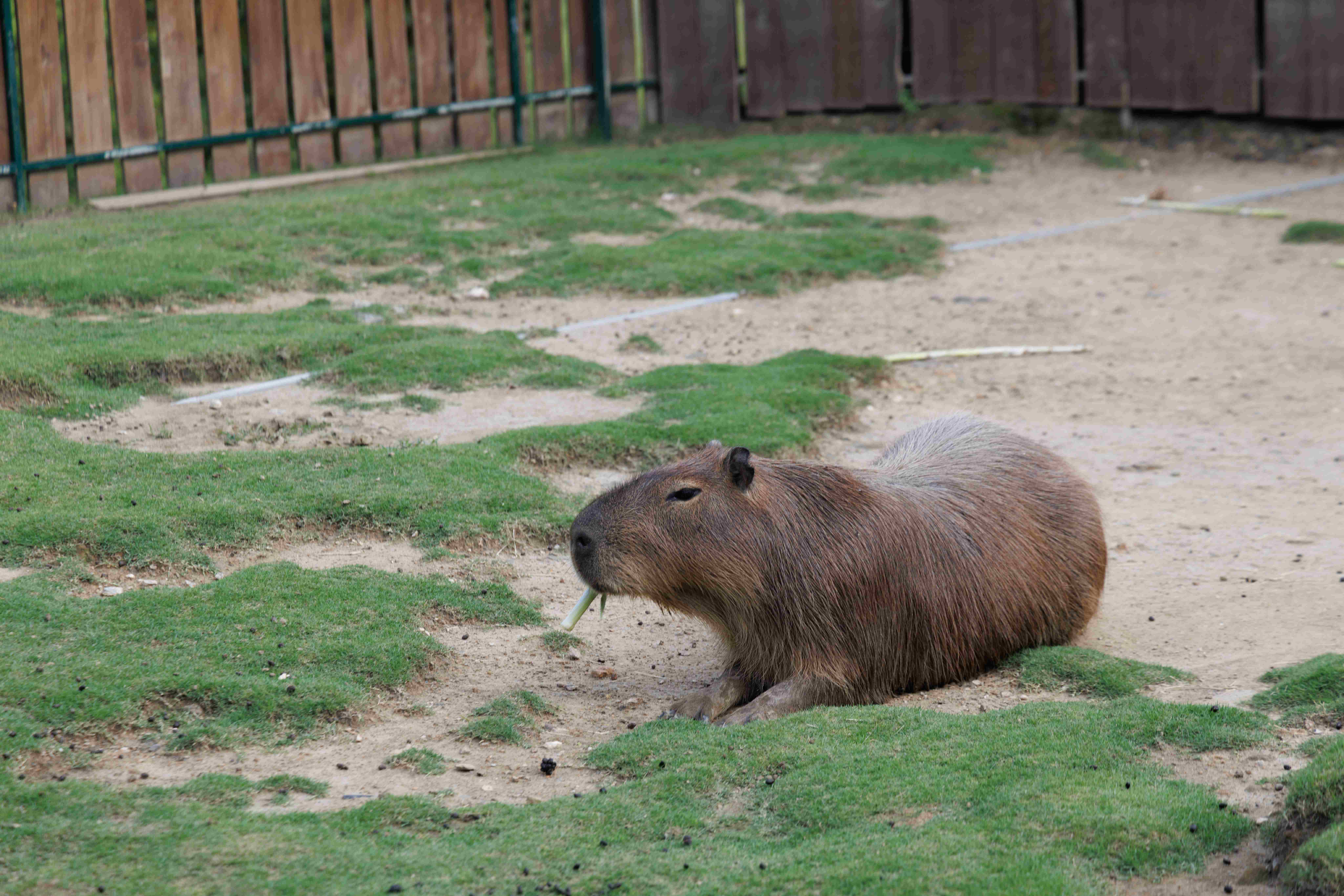 連可愛的水豚君也看得到，慵懶又可愛的模樣，深受大小朋友喜歡。
