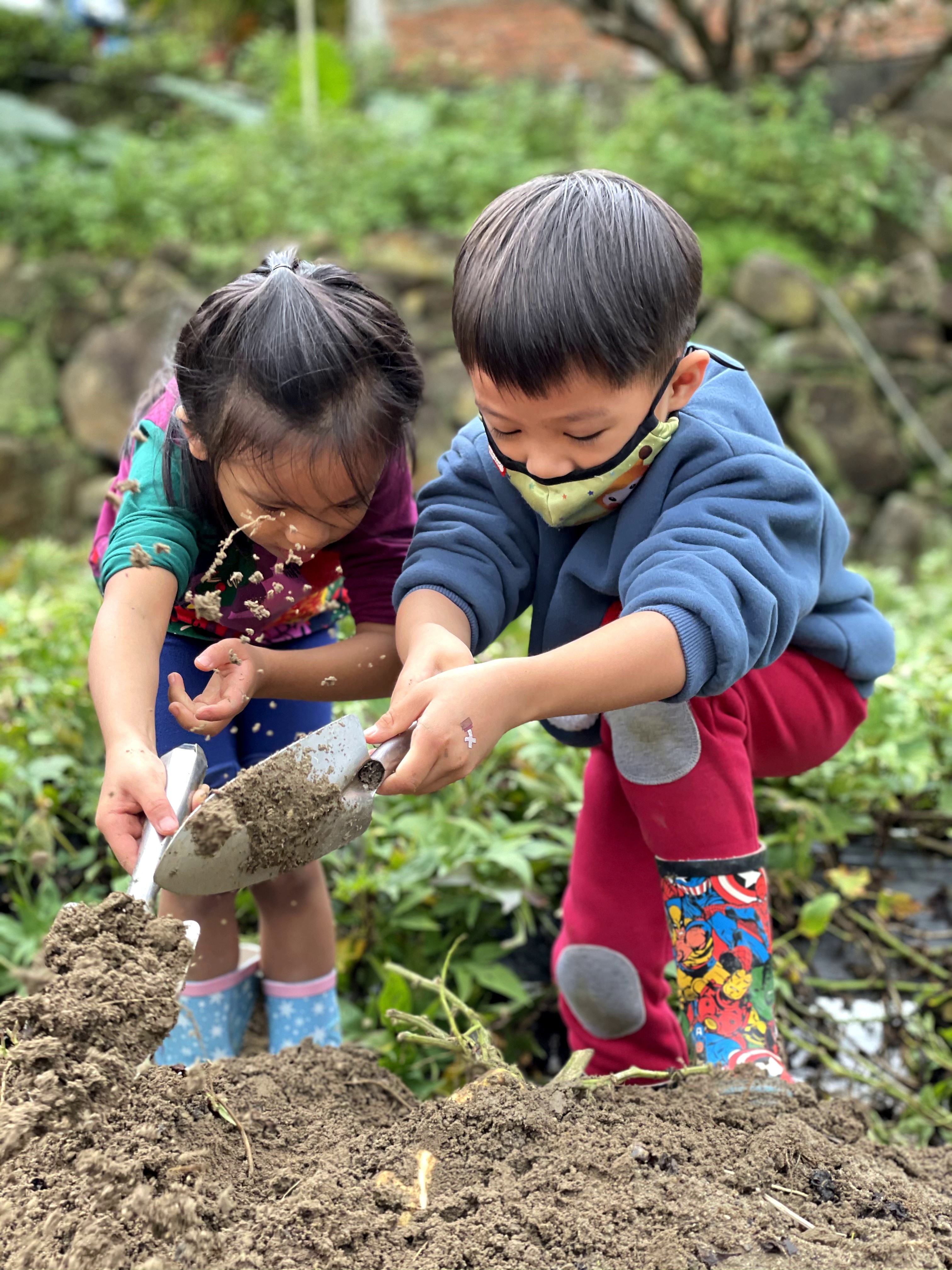 挖地瓜是小朋友最喜歡的活動項目。