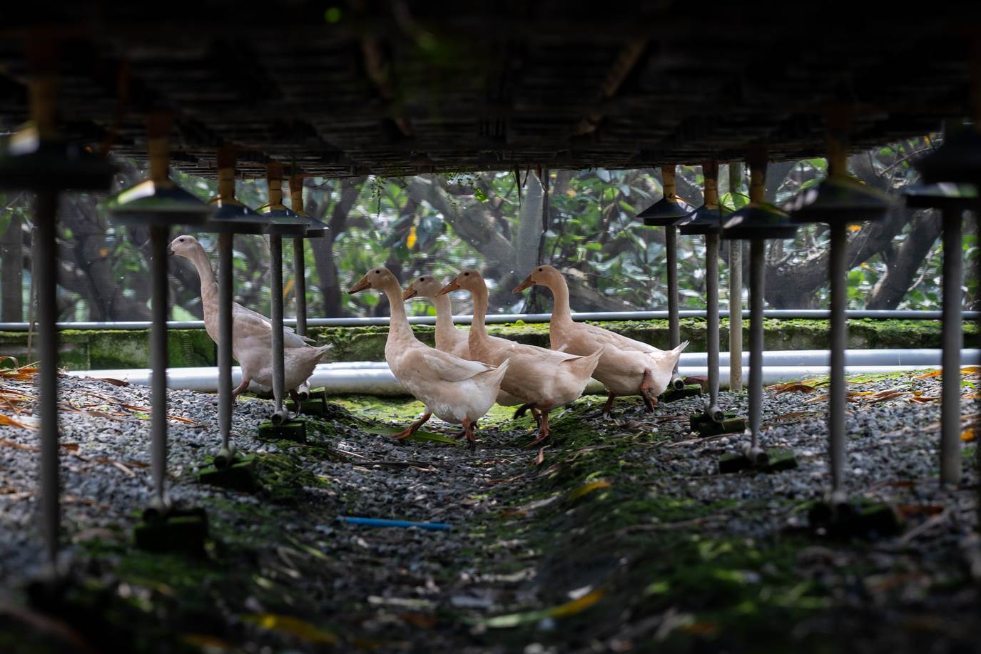 這批可愛的柯爾鴨也是農場小幫手，負責消滅蝸牛。