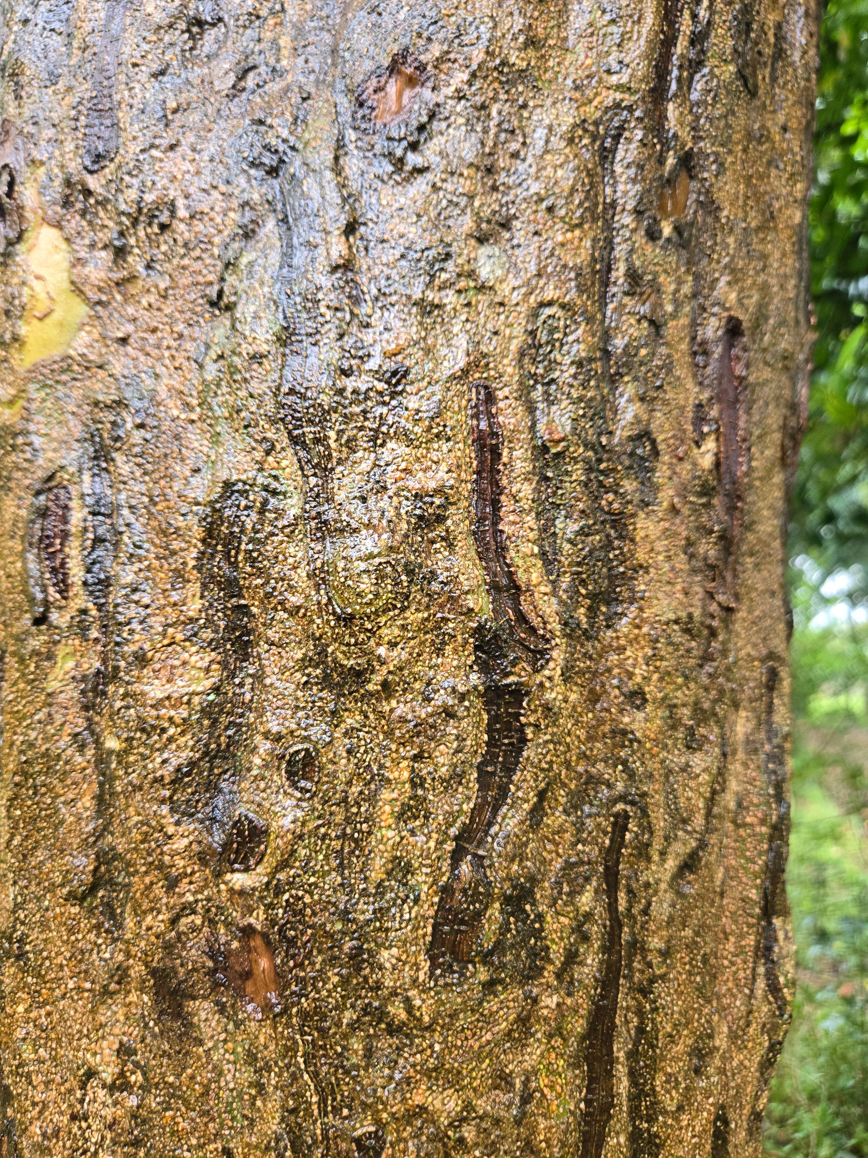 永續行為1：二崎農場重視生物棲地，種植光臘樹讓遊客觀察獨角仙生態。
