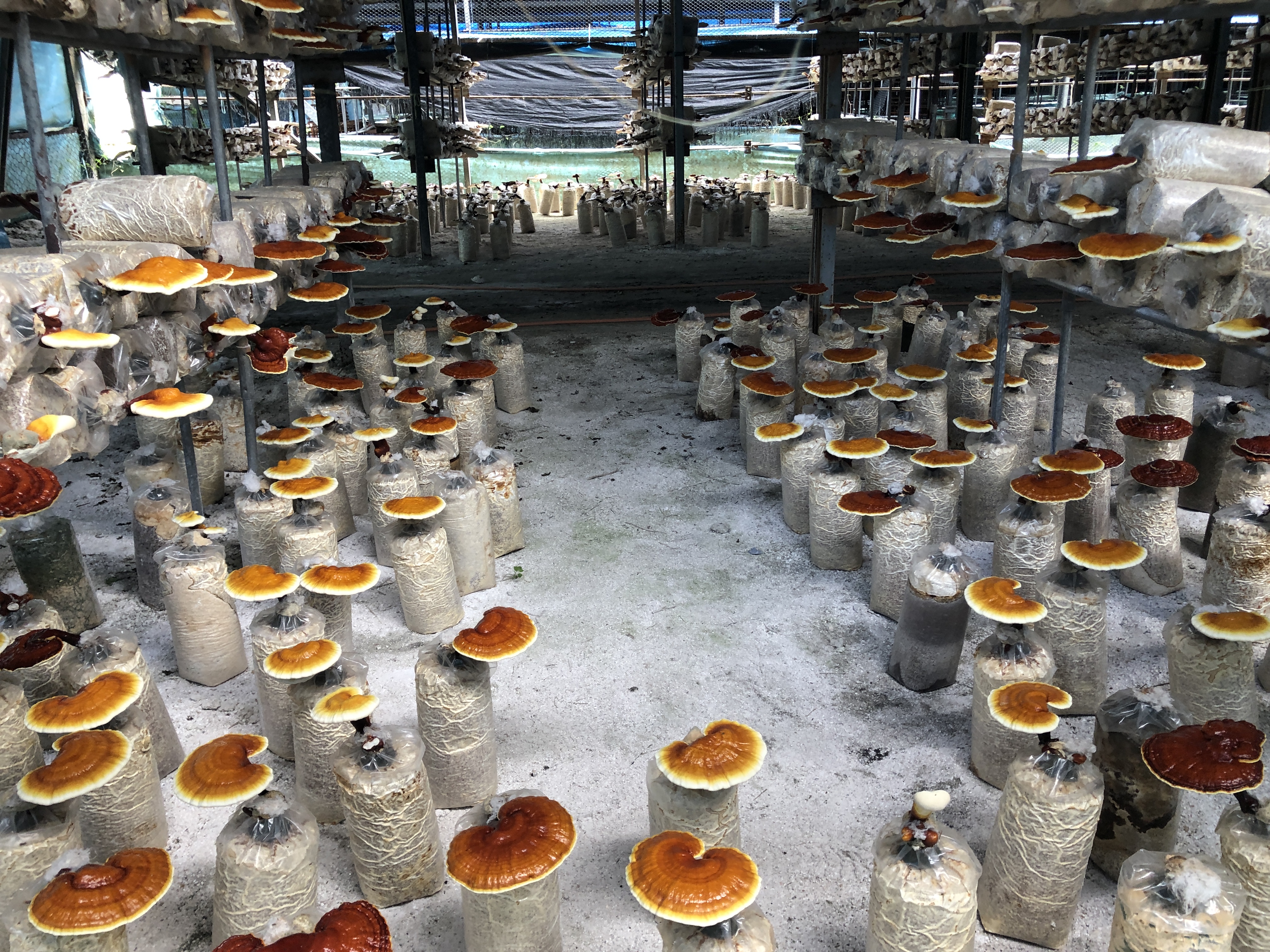 進入溫室看靈芝,難得的體驗。