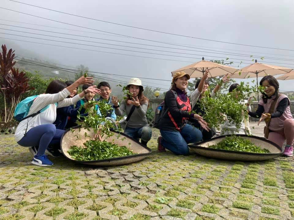 在產茶時節，遊客可走入茶園，體驗採茶、揉茶，了解製茶過程。