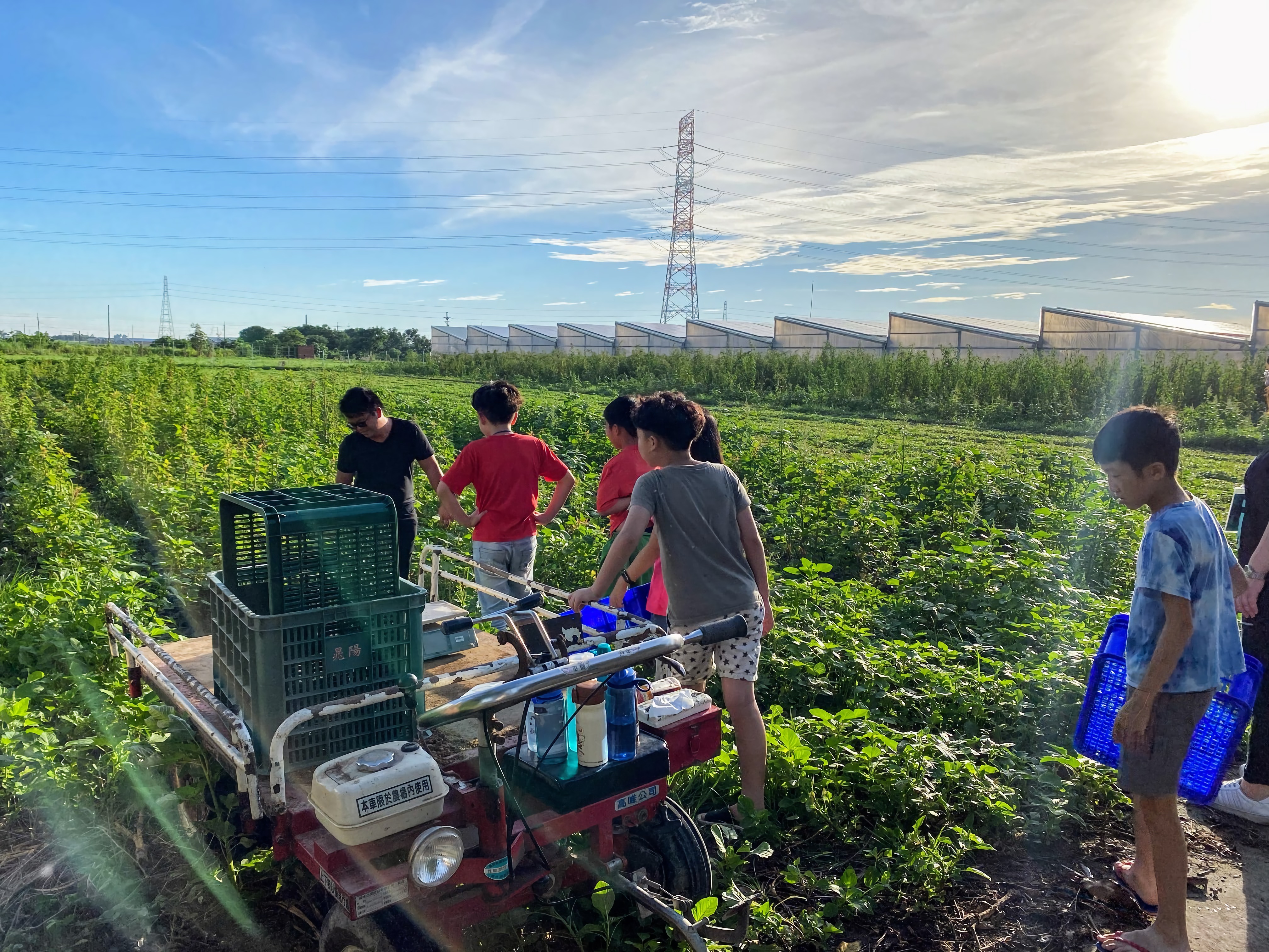 晁陽綠能休閒農場除了室內，戶外可食區也種植許多蔬菜。