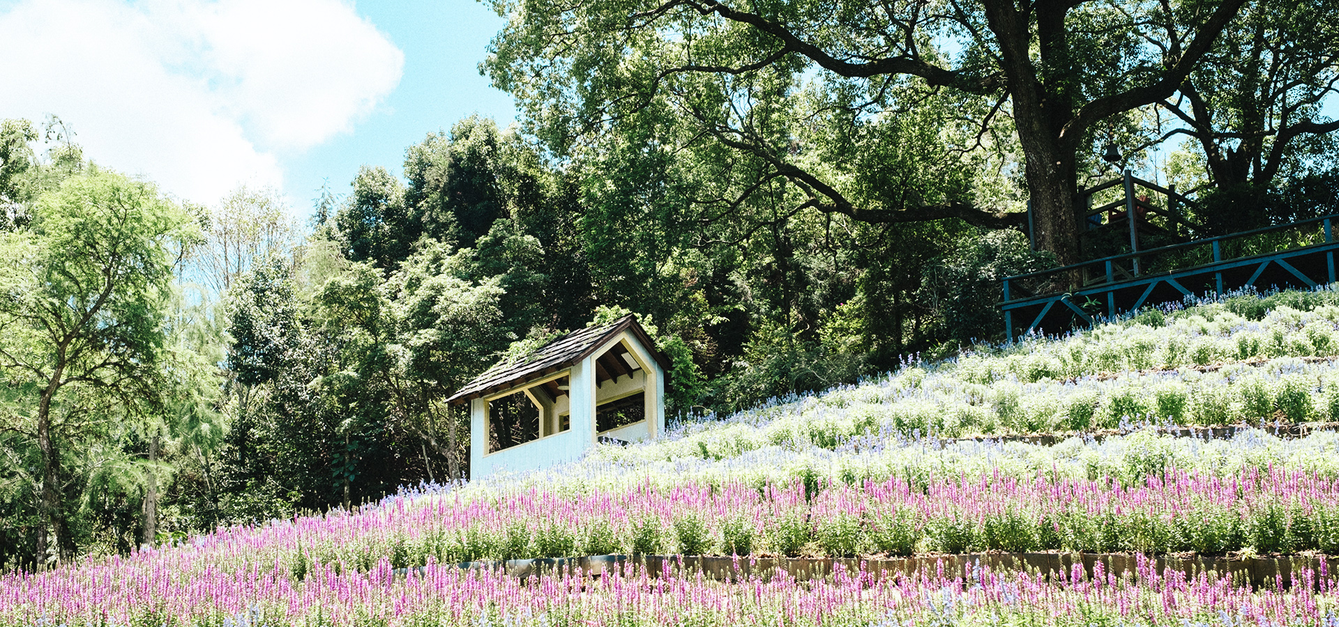 香草園所生產的香草植物會運用在餐廳飲食中