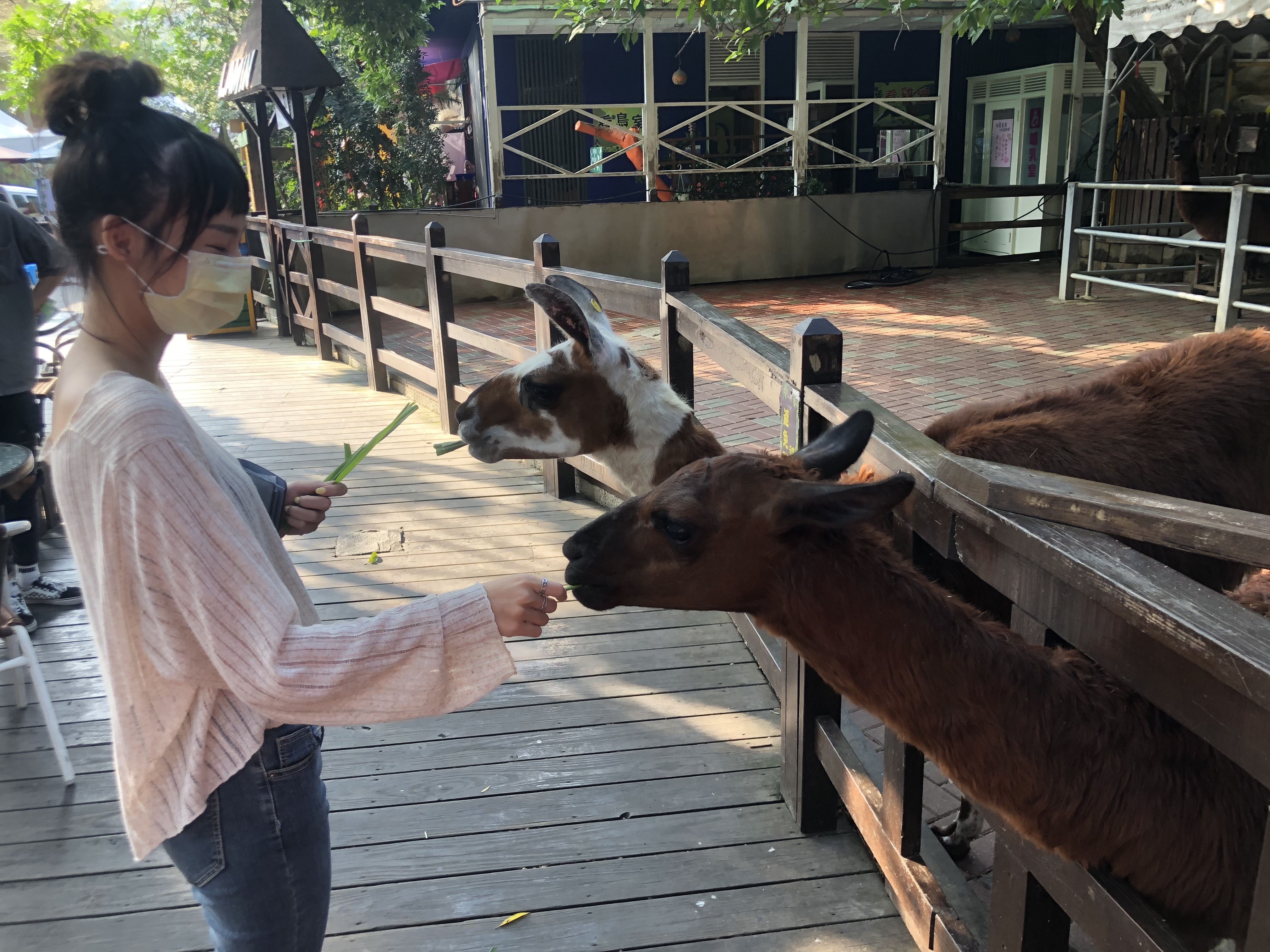 動物區不論大人小孩都瘋狂。