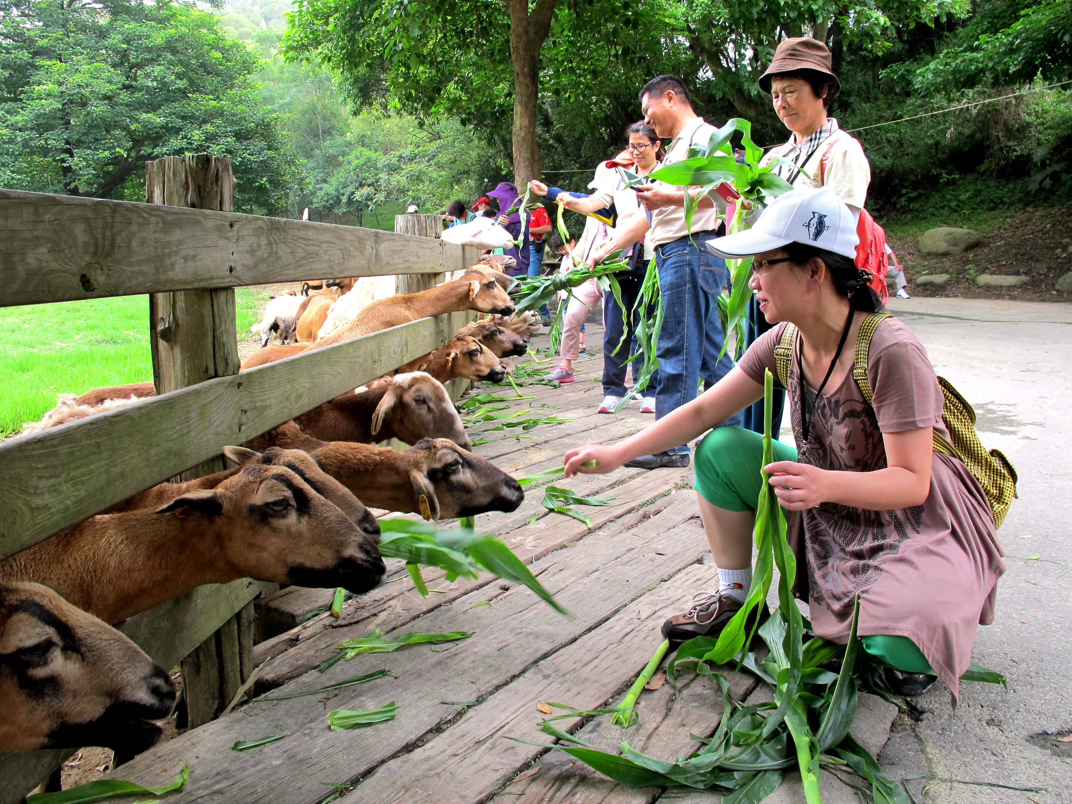 和動物近距離的體驗-餵牛吃牧草