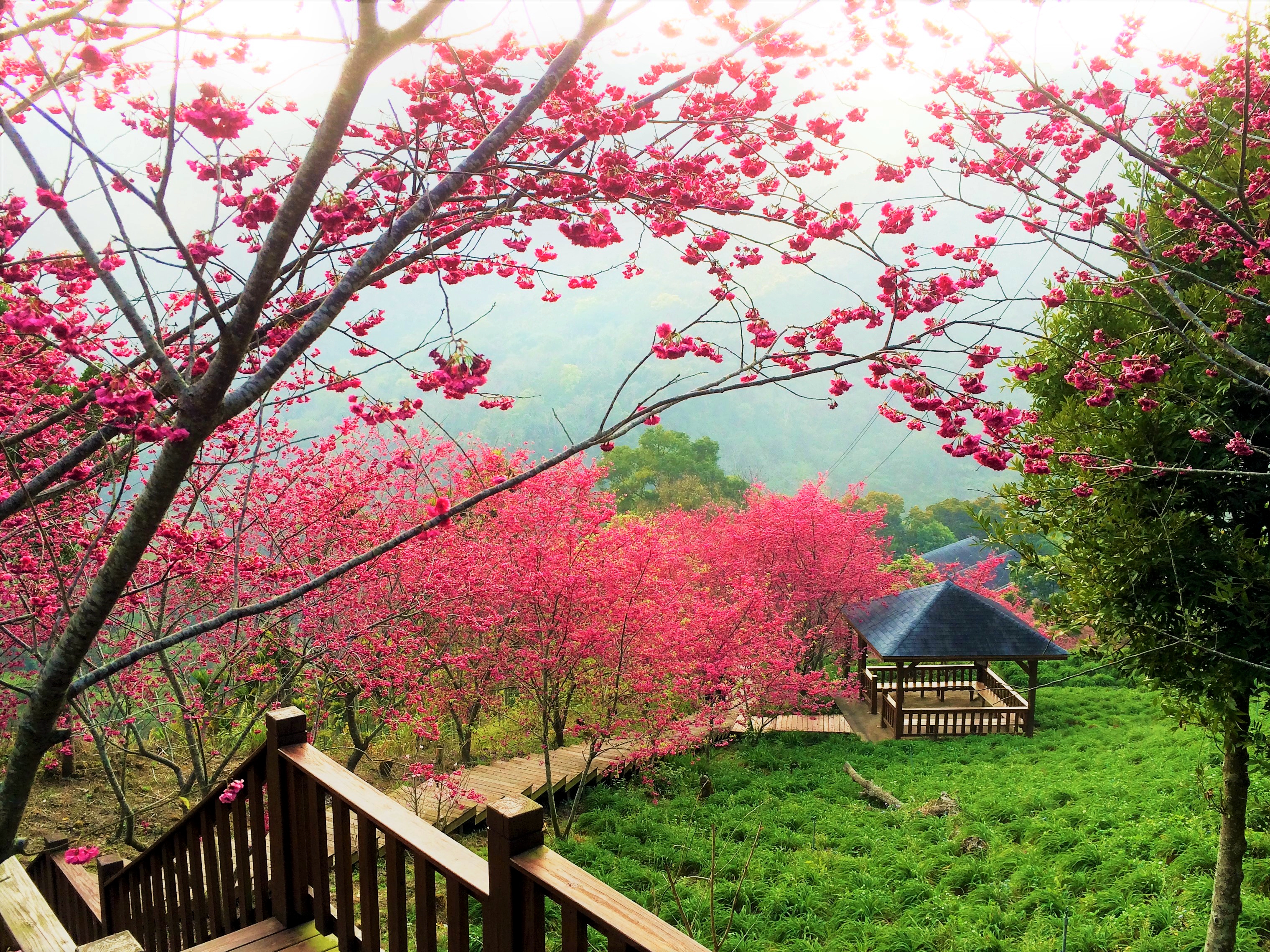 場域內植有山櫻花、八重櫻、香水櫻、富士櫻