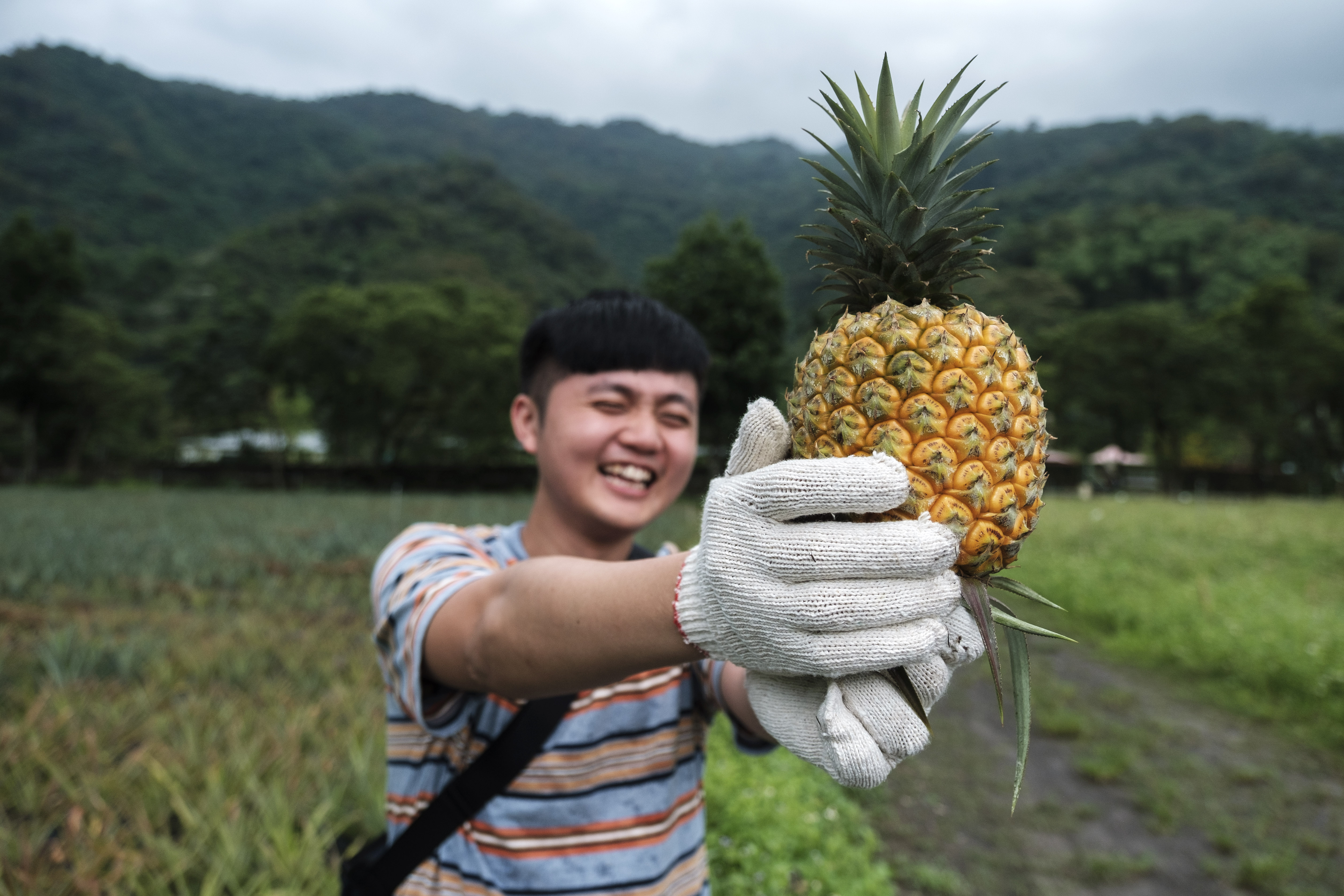 採收有機鳳梨體驗