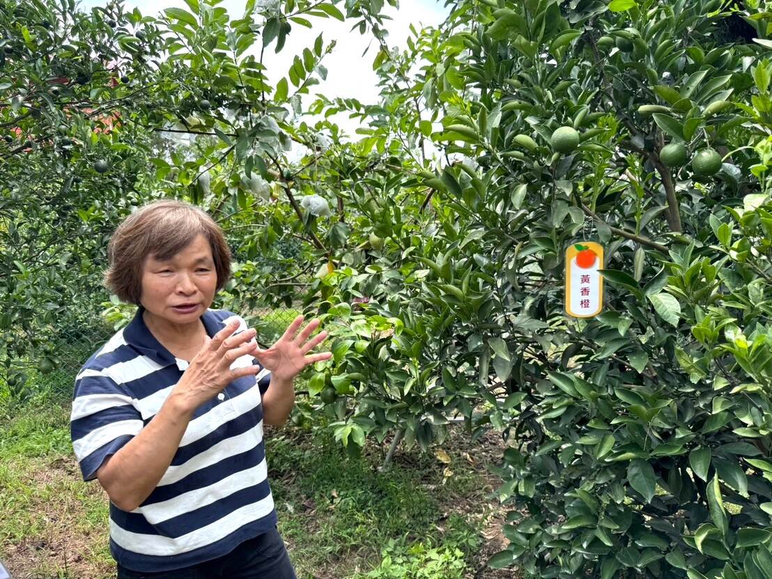背影橘舍觀光果園主人陳小燕熱情地導覽果園內的果樹及生長環境。