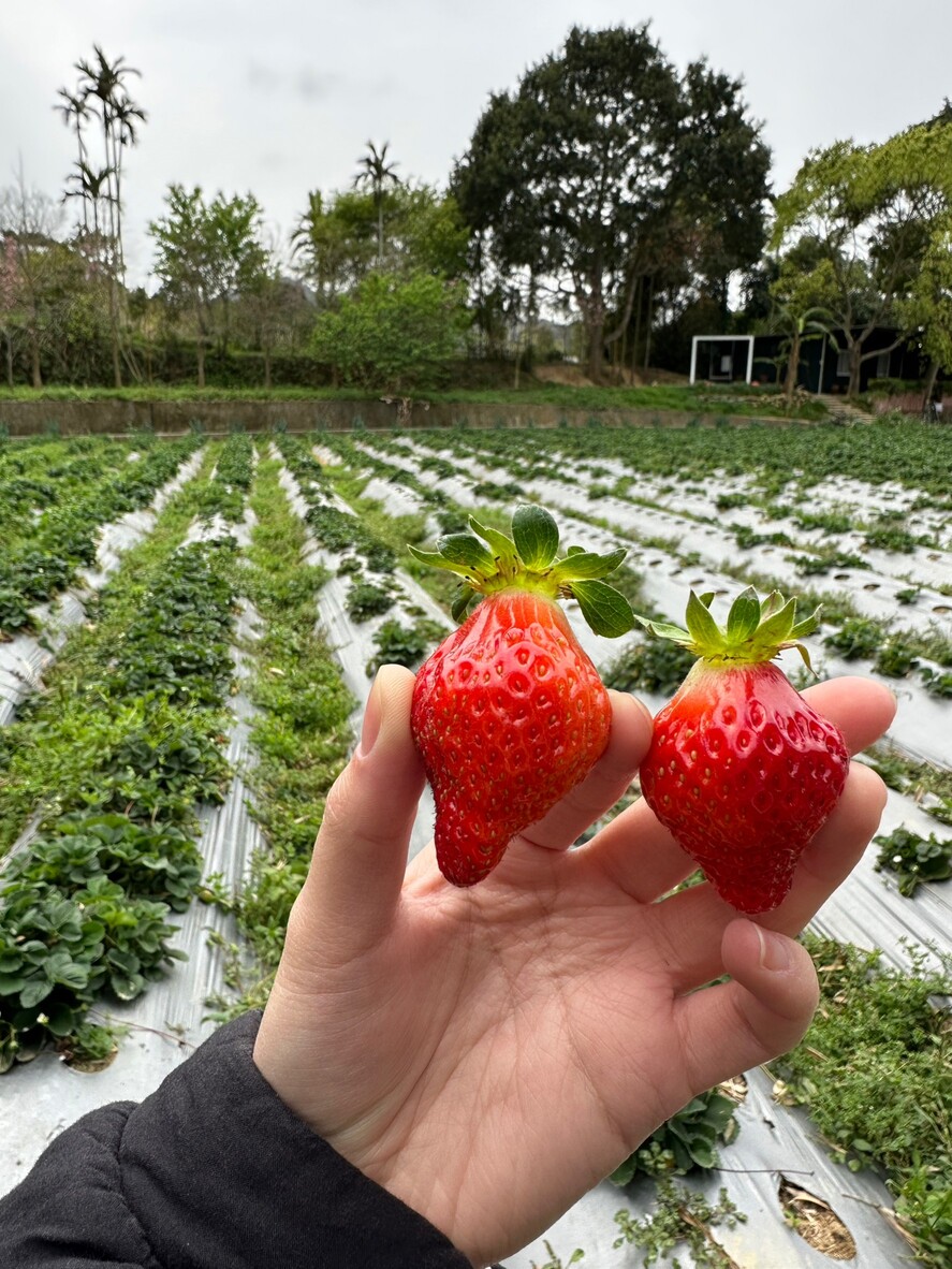 園區內種植四種草莓品種,受到遊客喜愛。