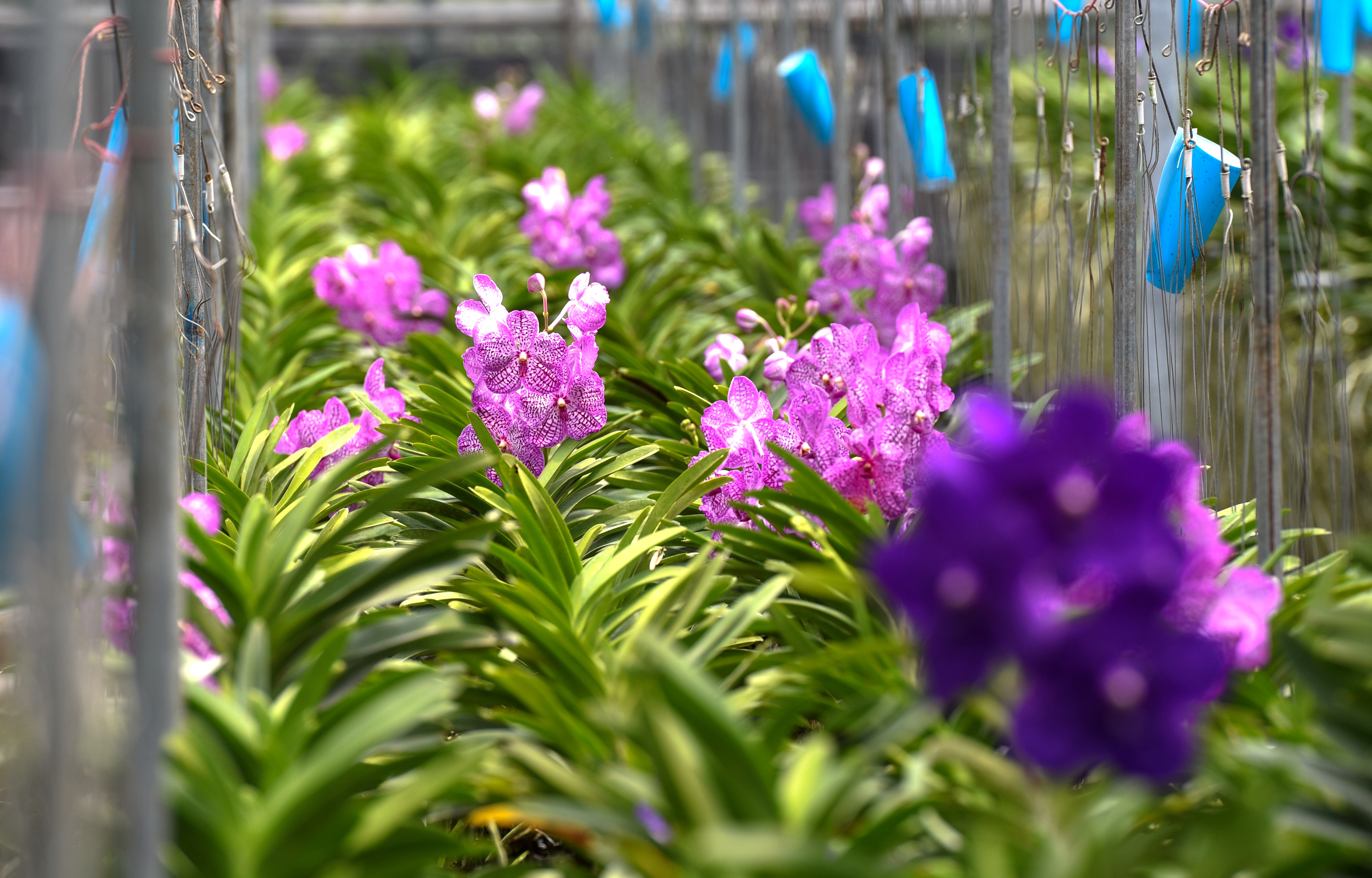 「蘭花」為主題的特色場域